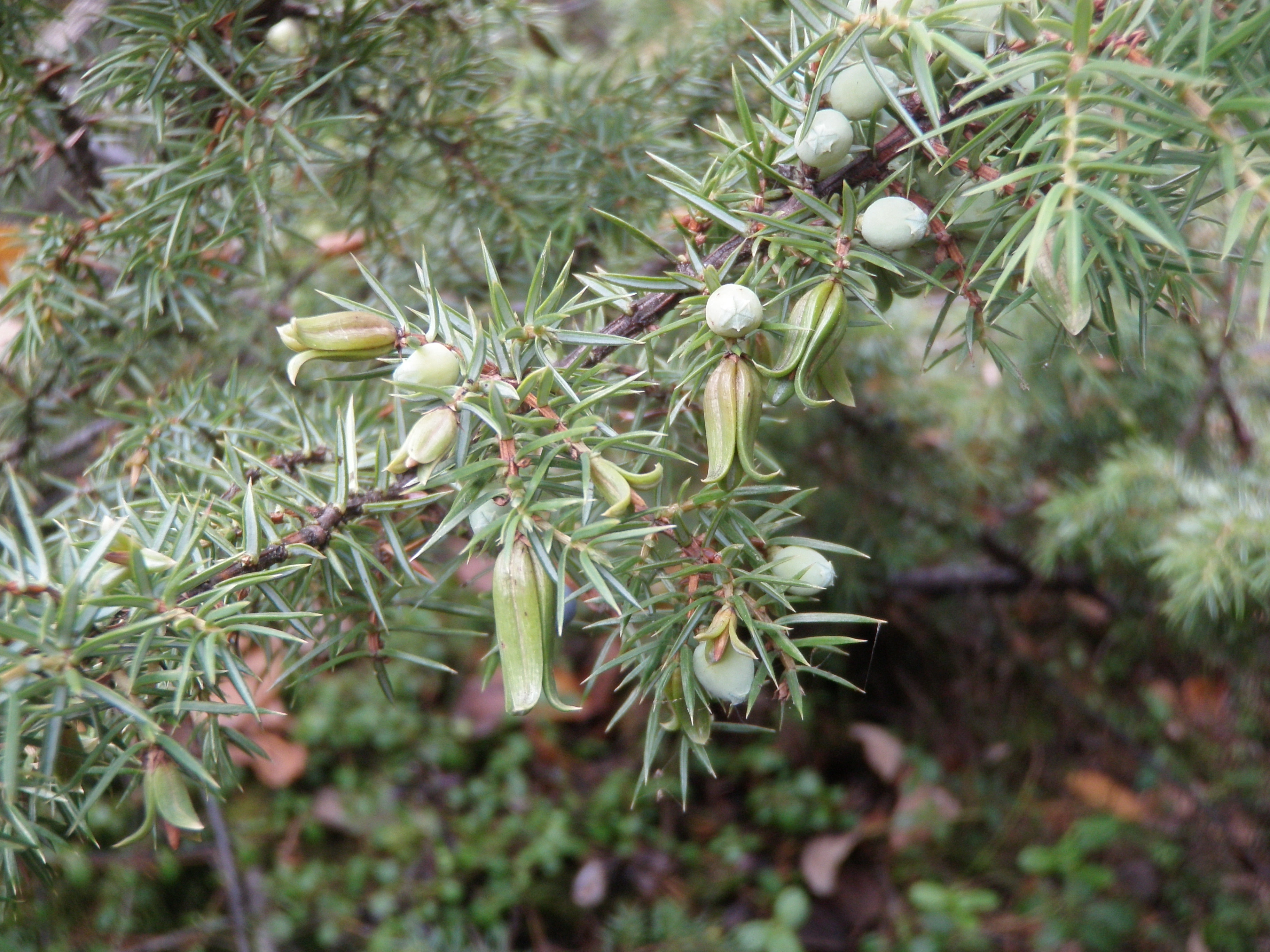 : Juniperus communis communis.