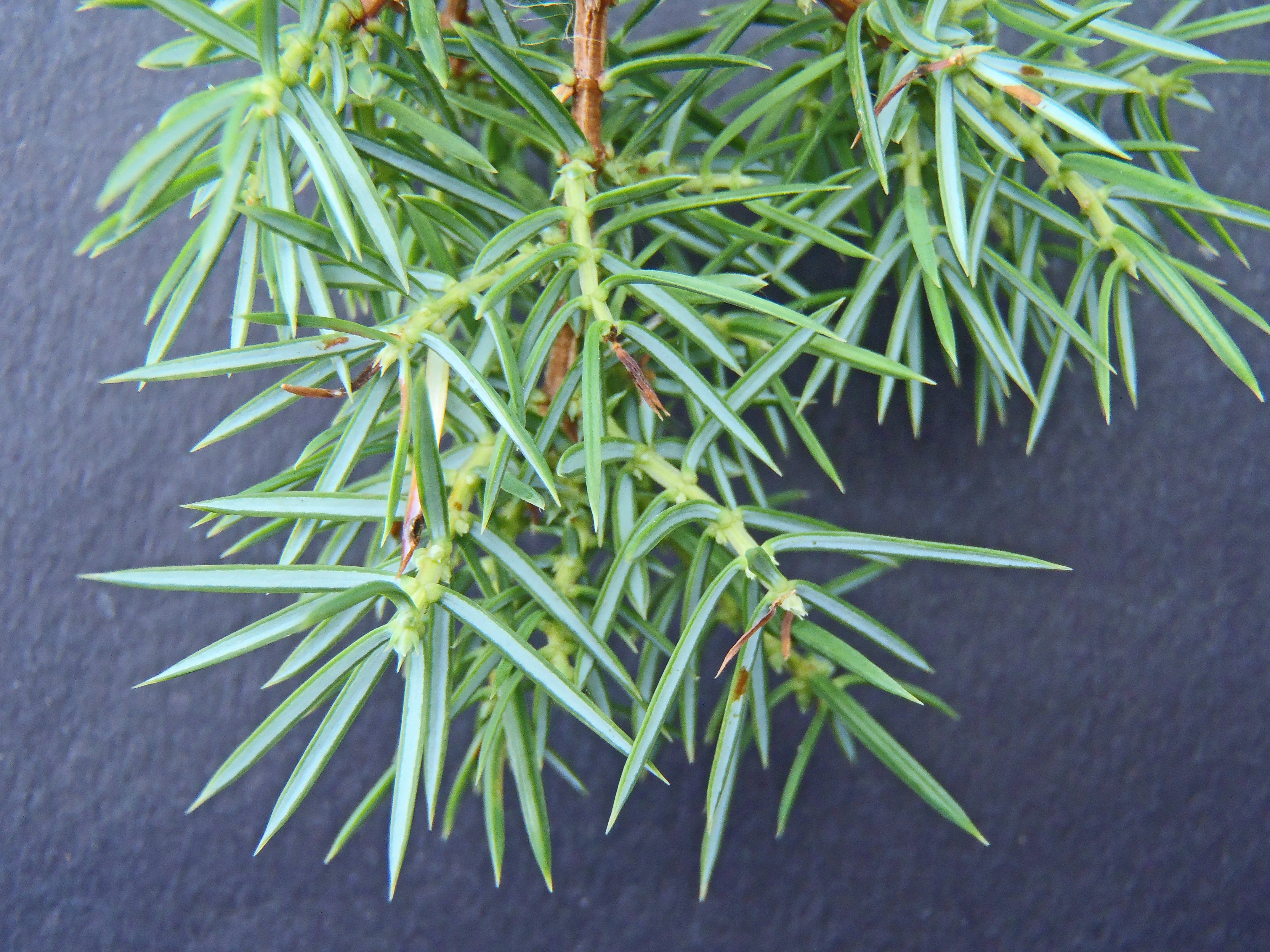 : Juniperus communis communis.