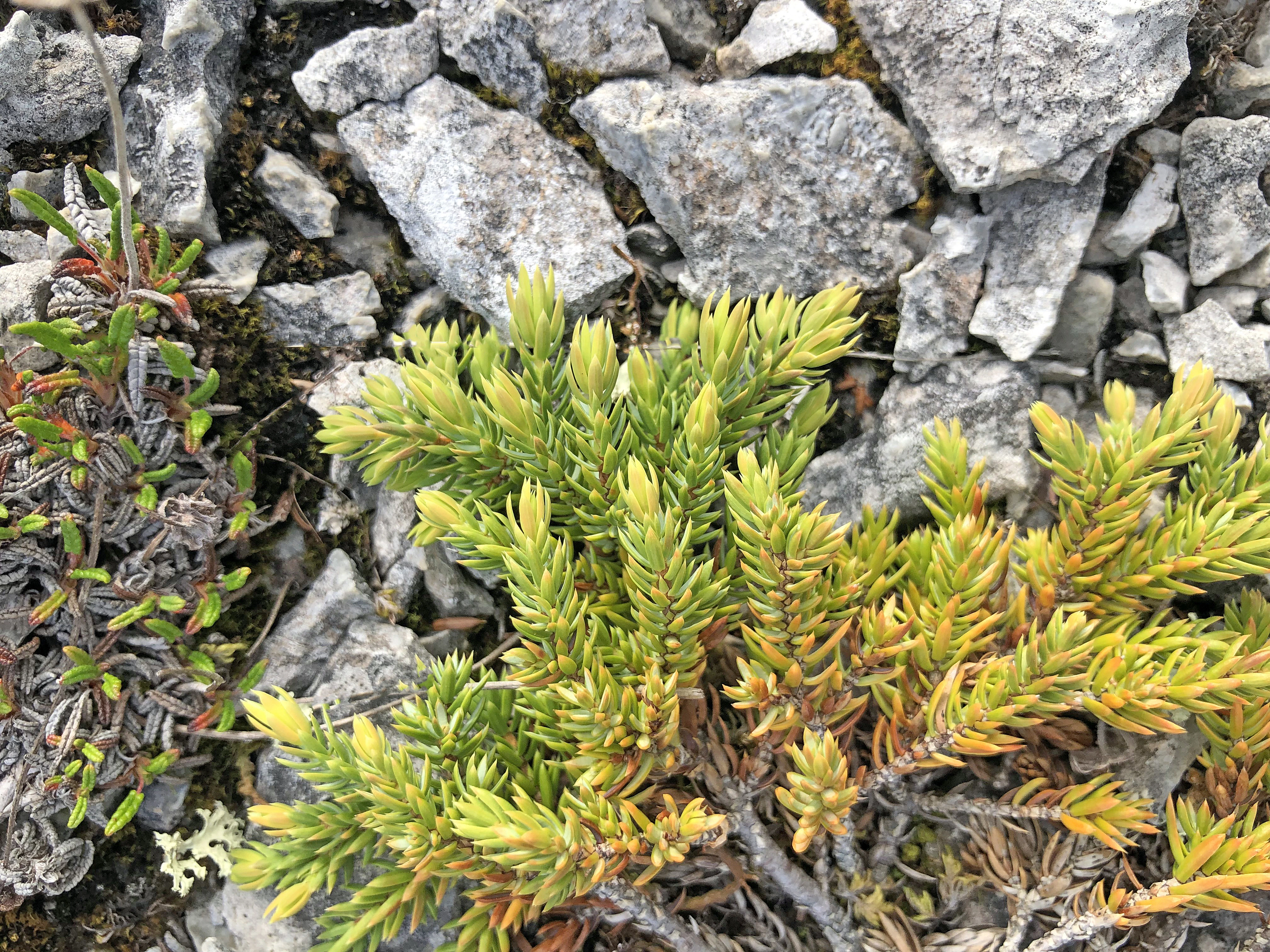 : Juniperus communis nana.