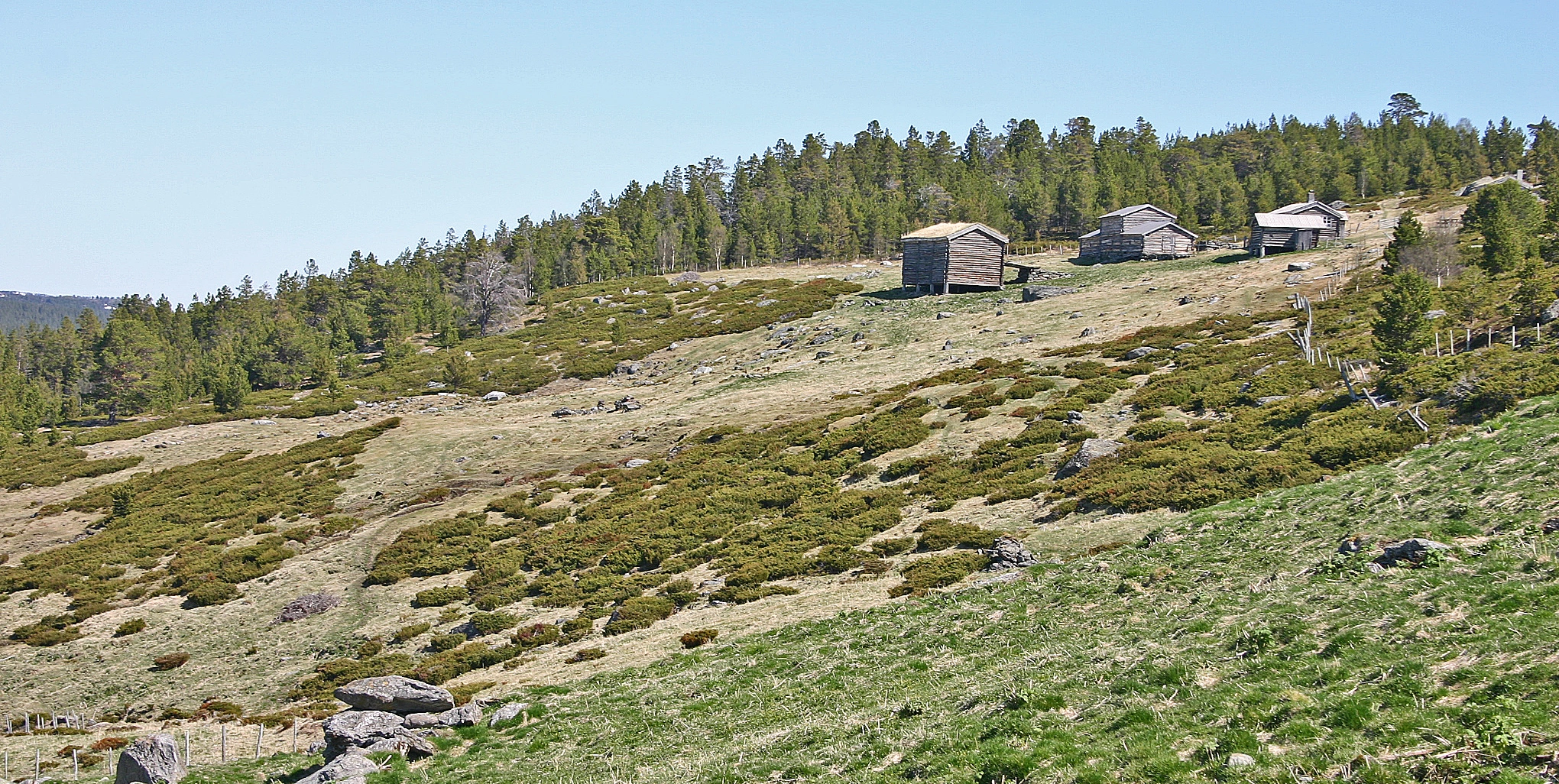 : Juniperus communis nana.