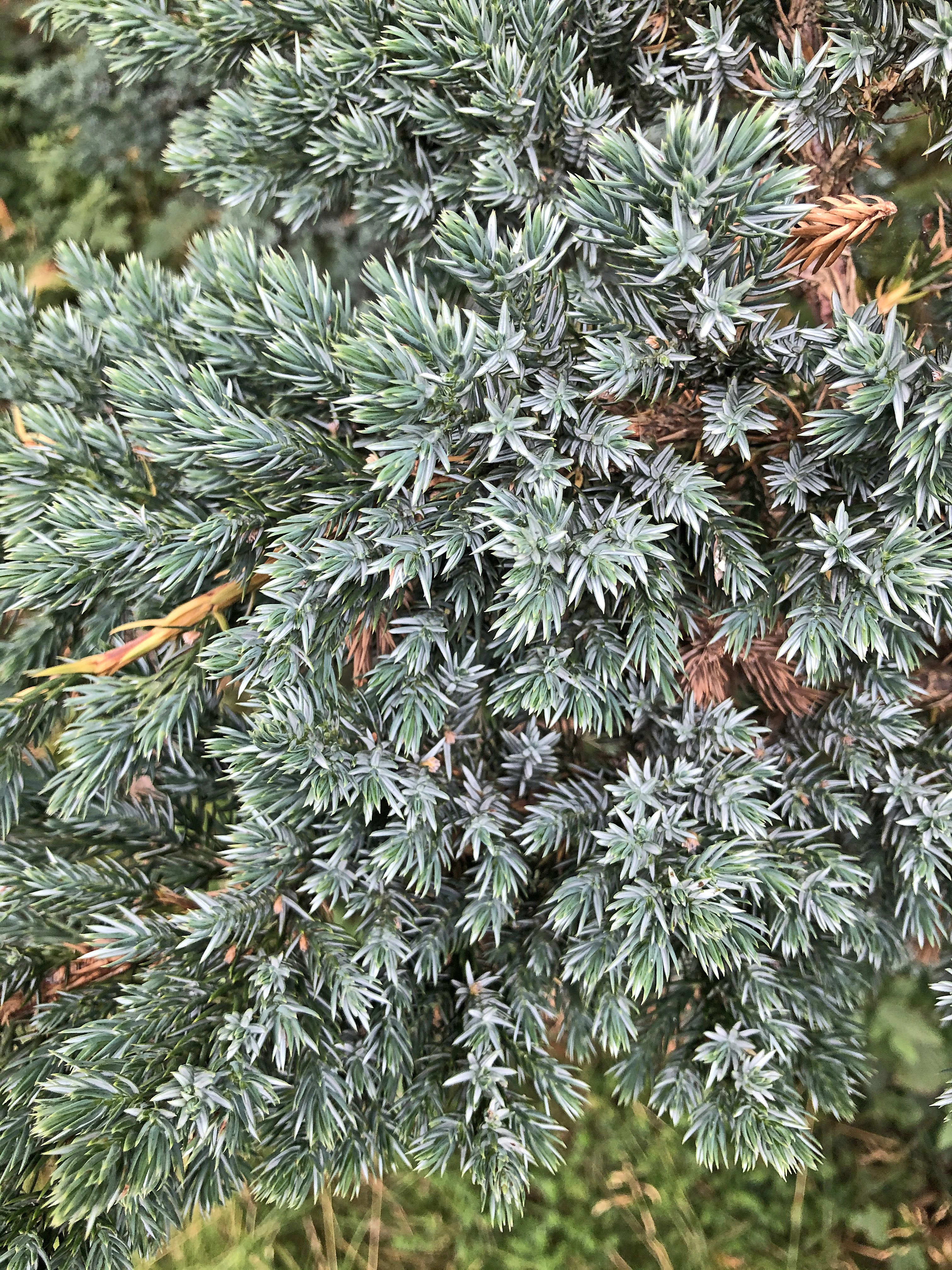 : Juniperus squamata.