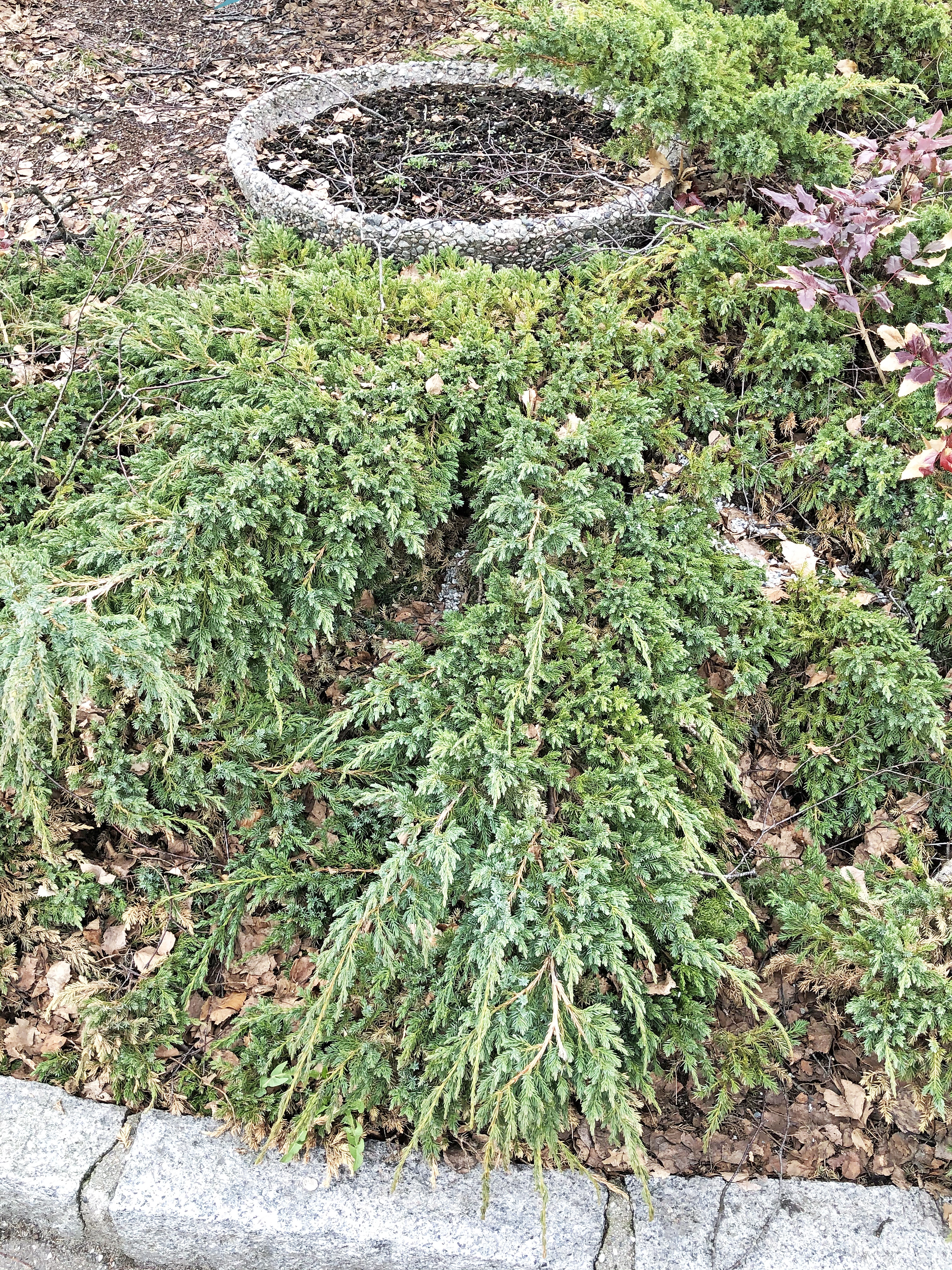 : Juniperus squamata.