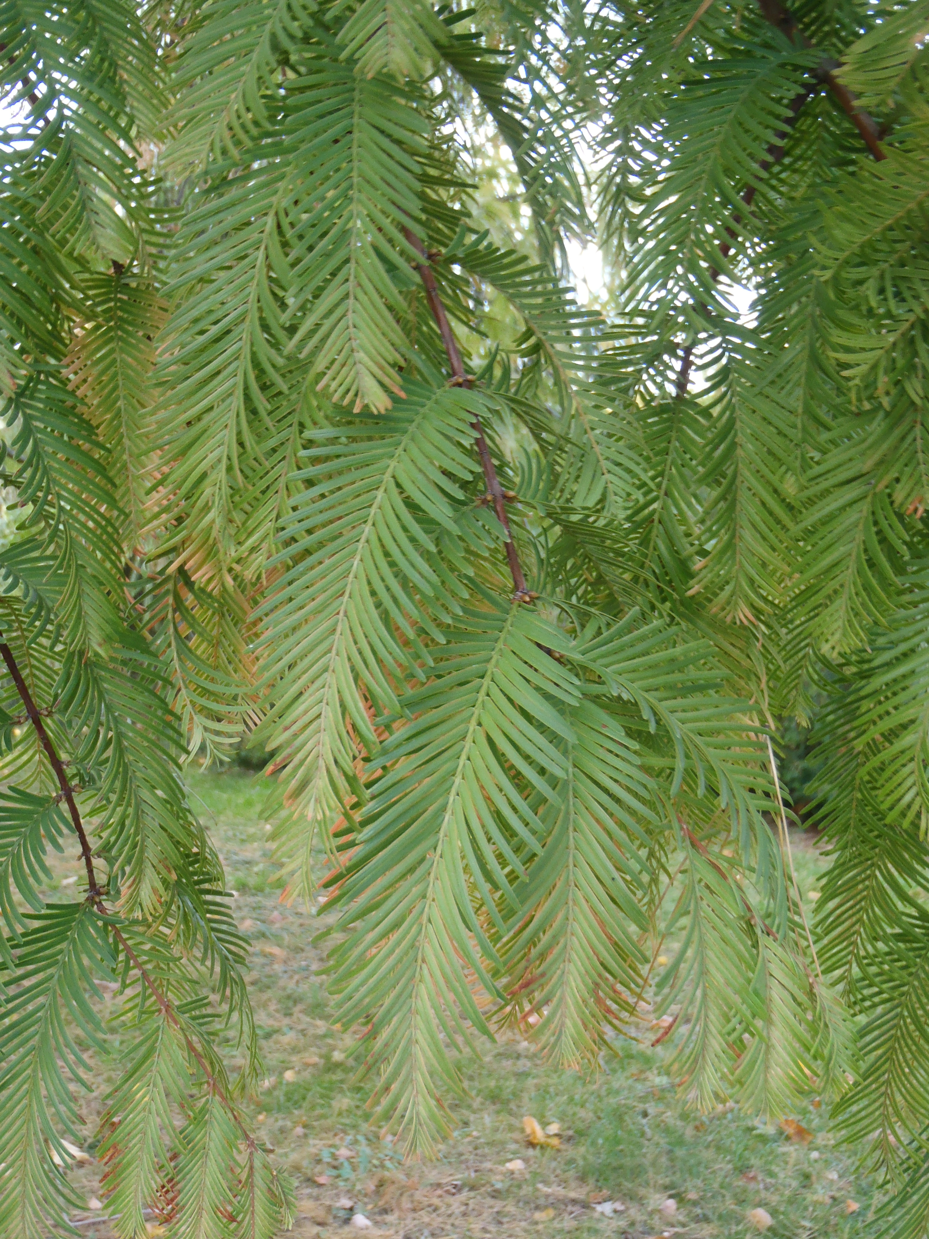 : Metasequoia glyptostroboides.