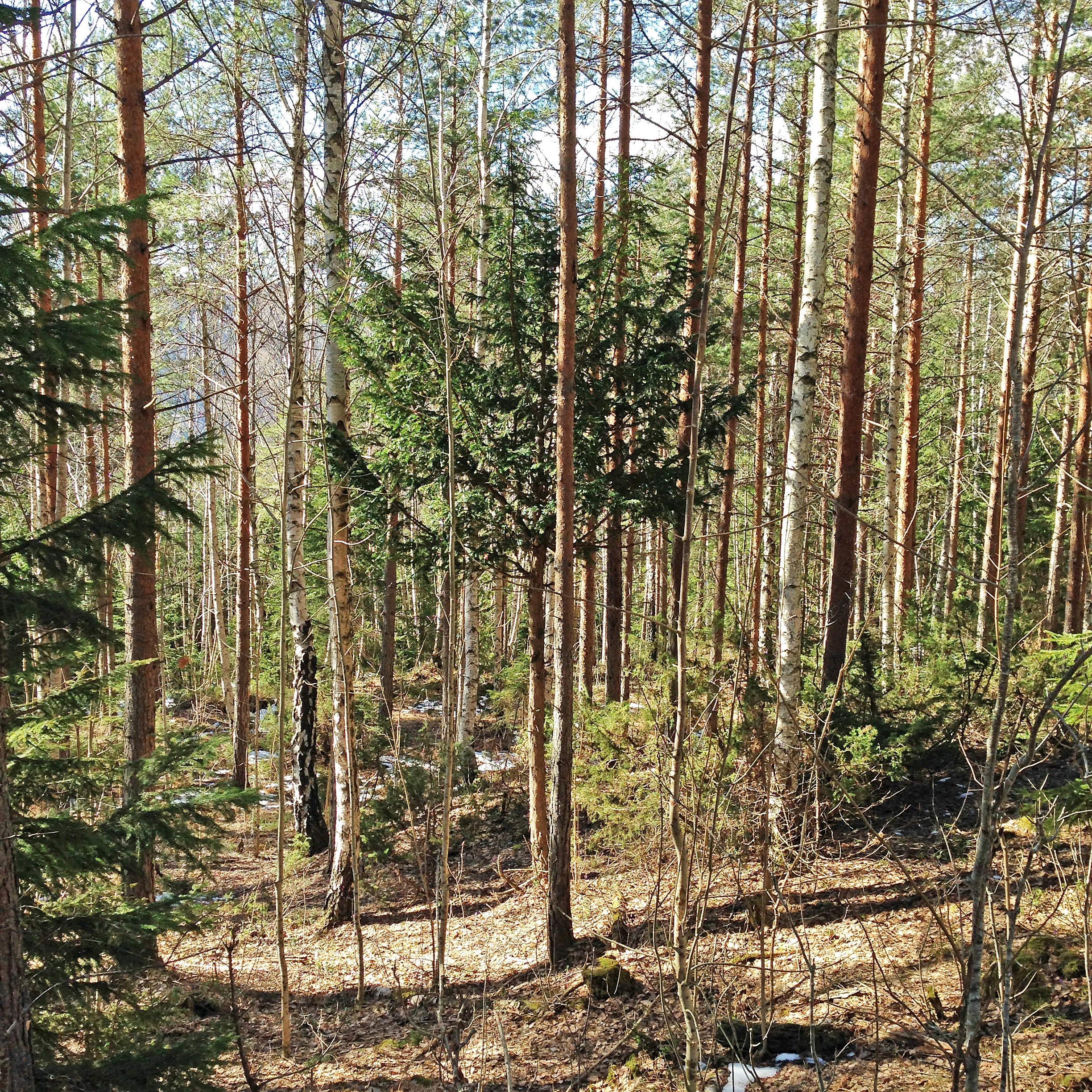 : Taxus baccata.