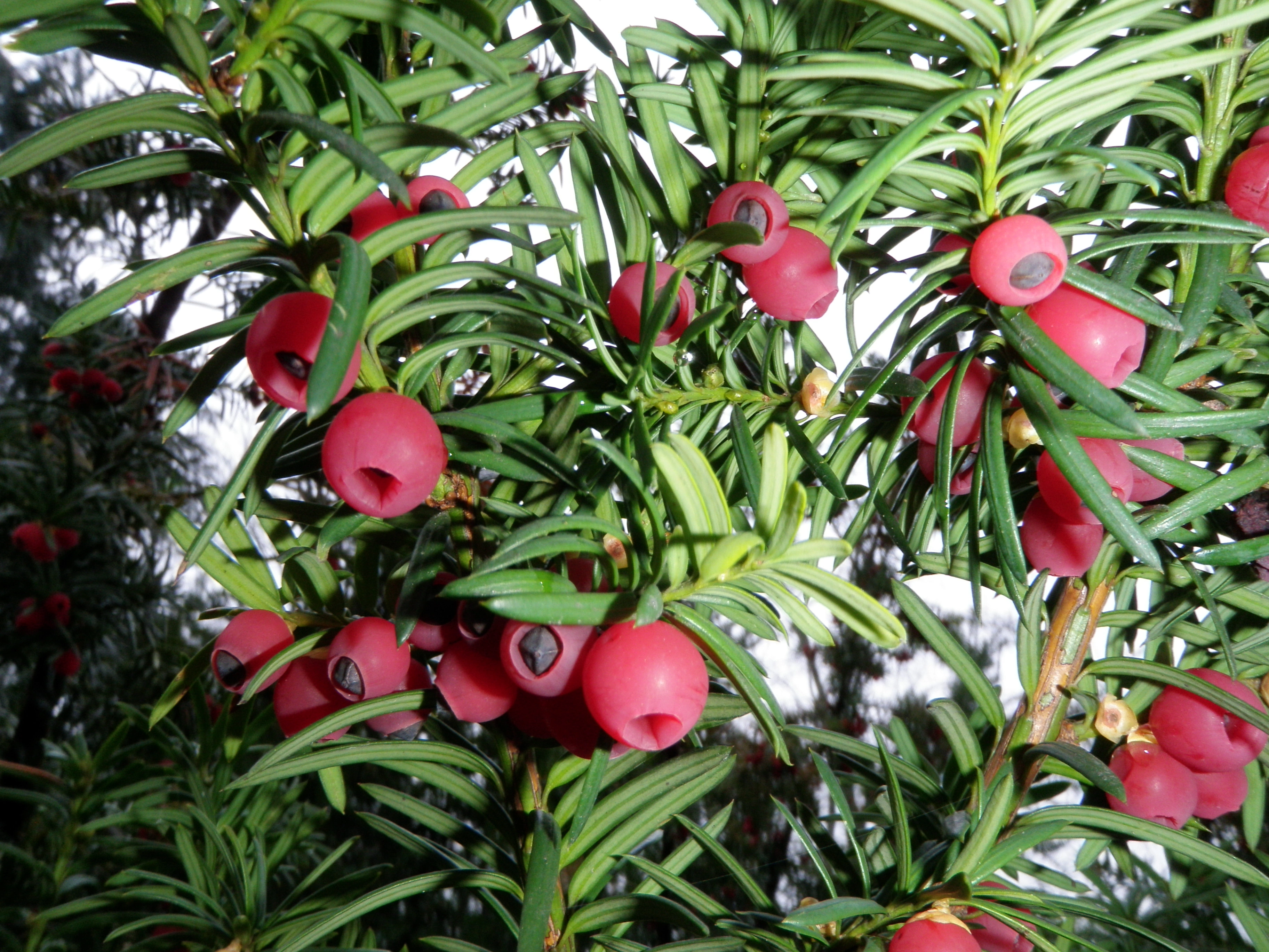 : Taxus baccata.