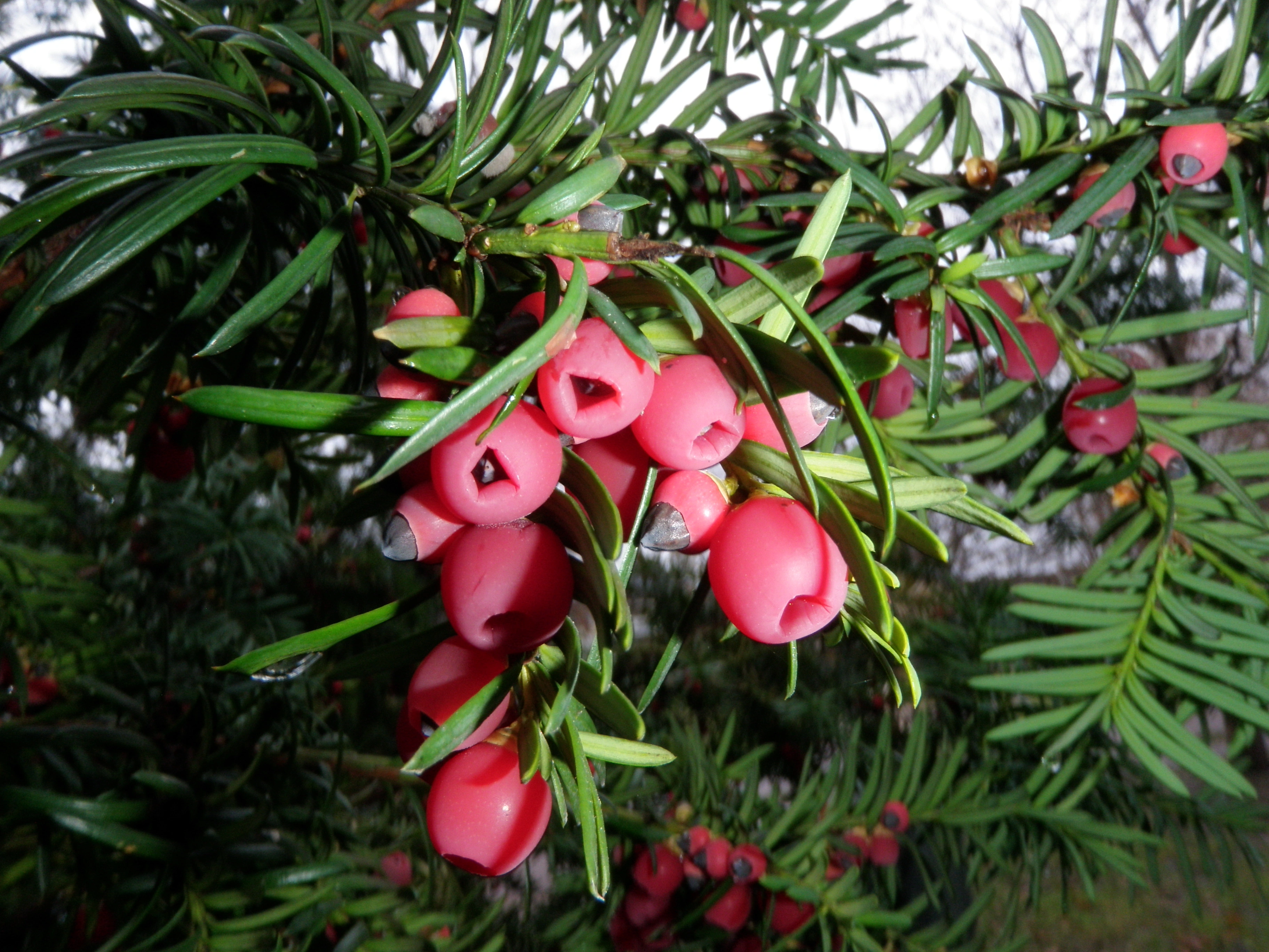 : Taxus baccata.