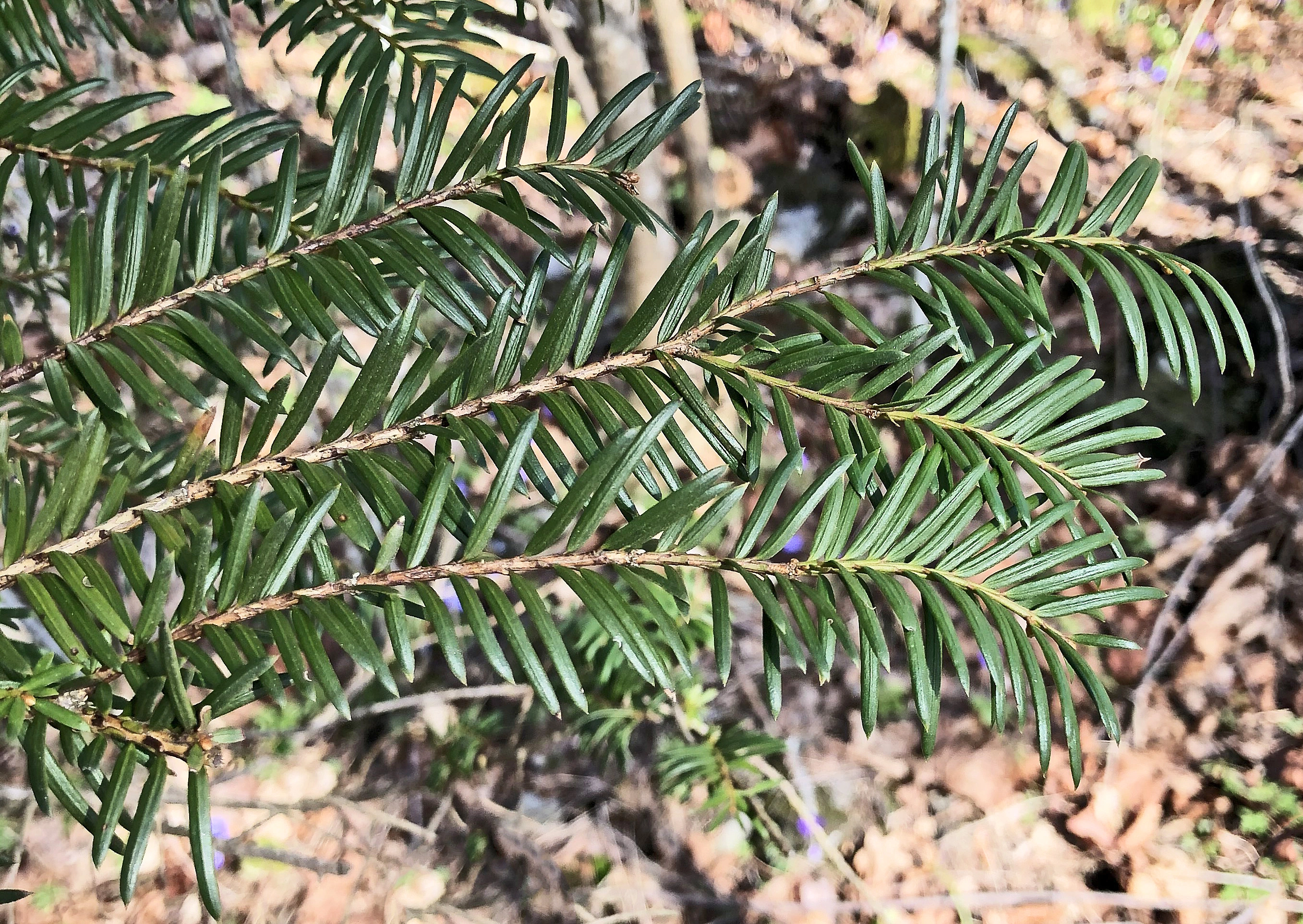 : Taxus baccata.