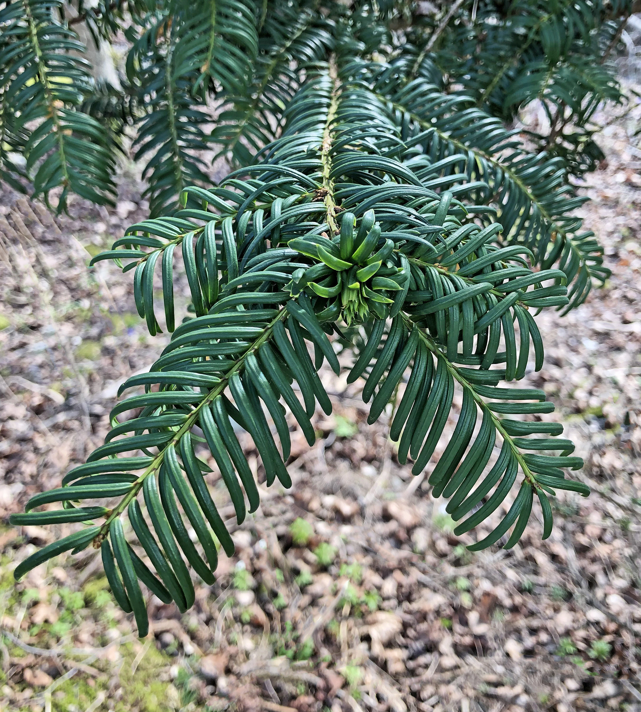 : Taxus baccata.