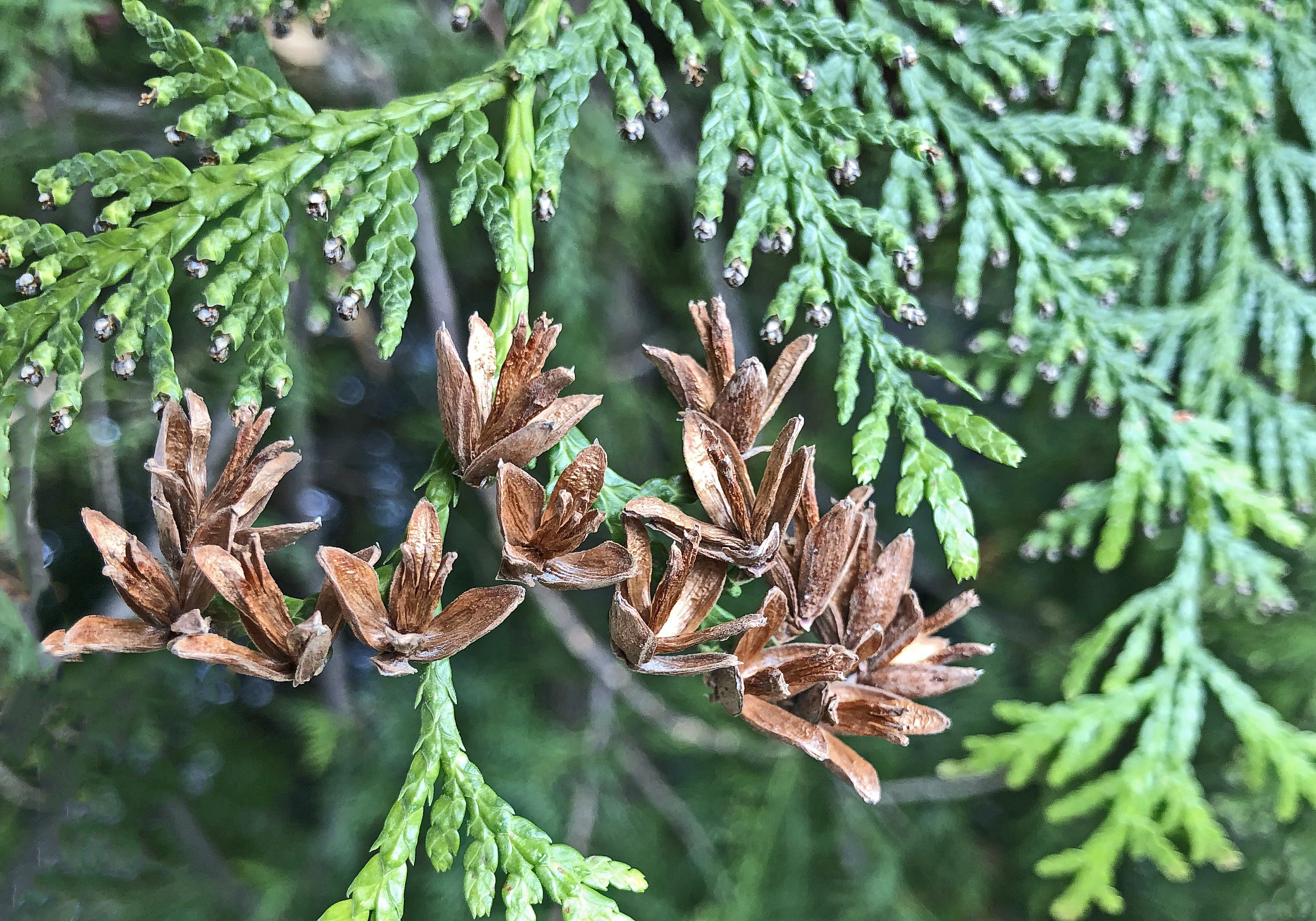 : Thuja occidentalis.