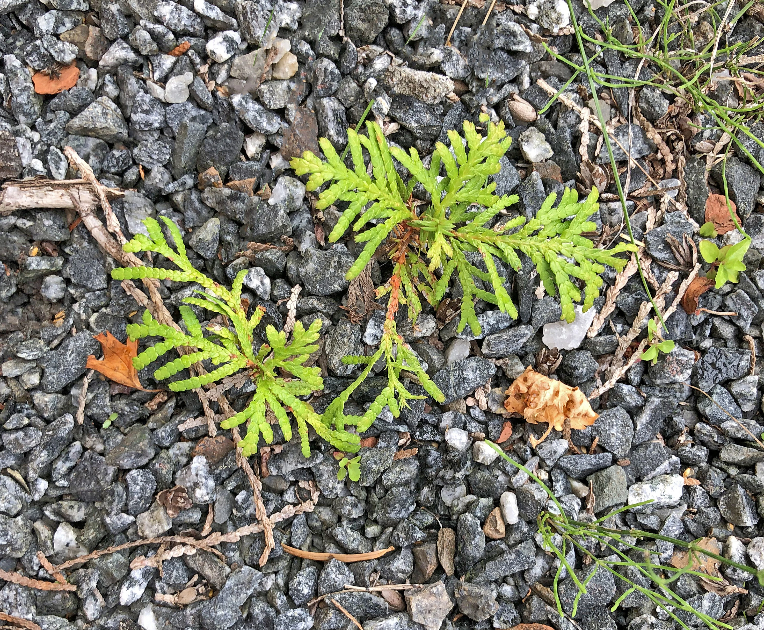 : Thuja occidentalis.