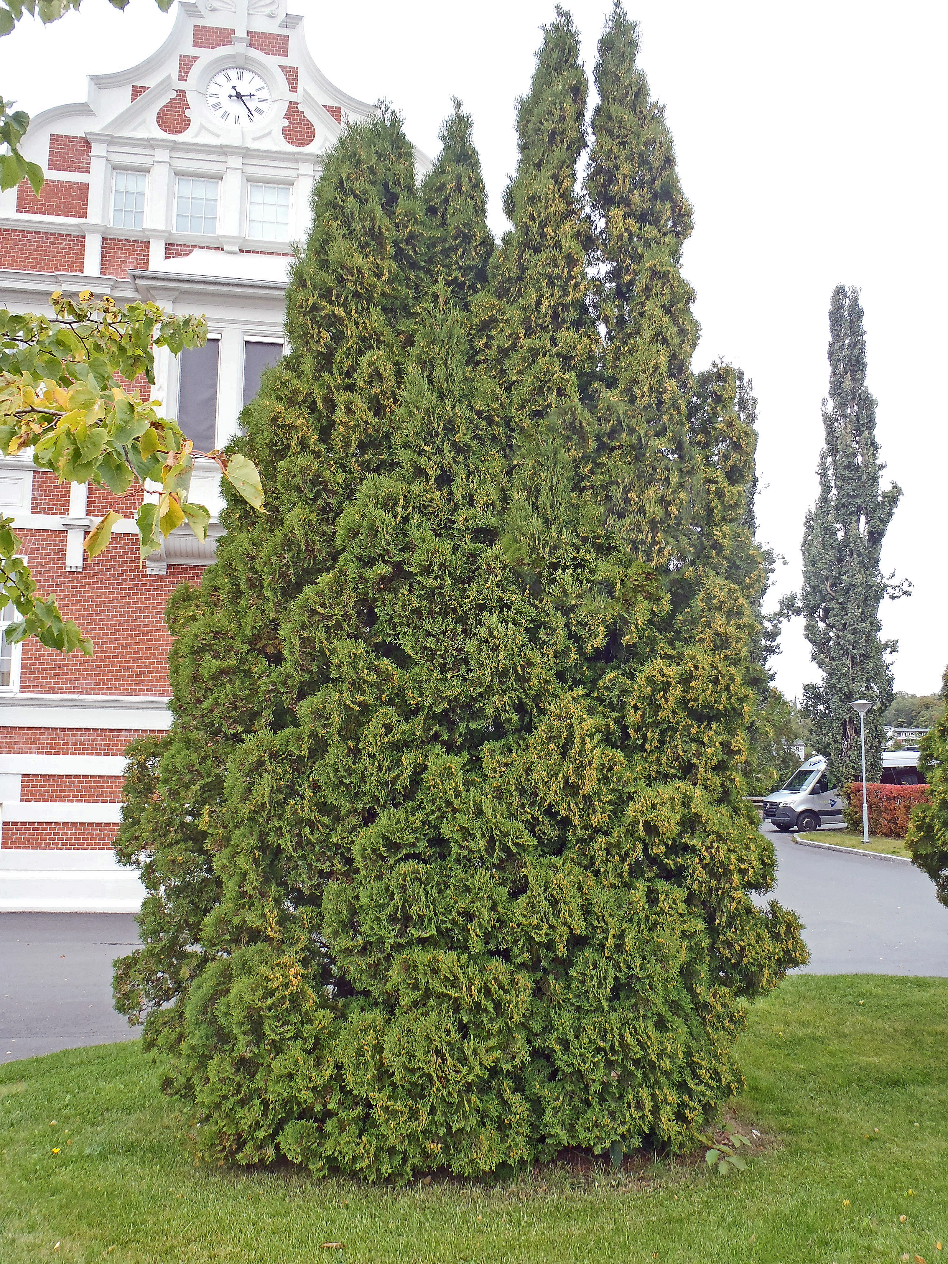 : Thuja occidentalis.