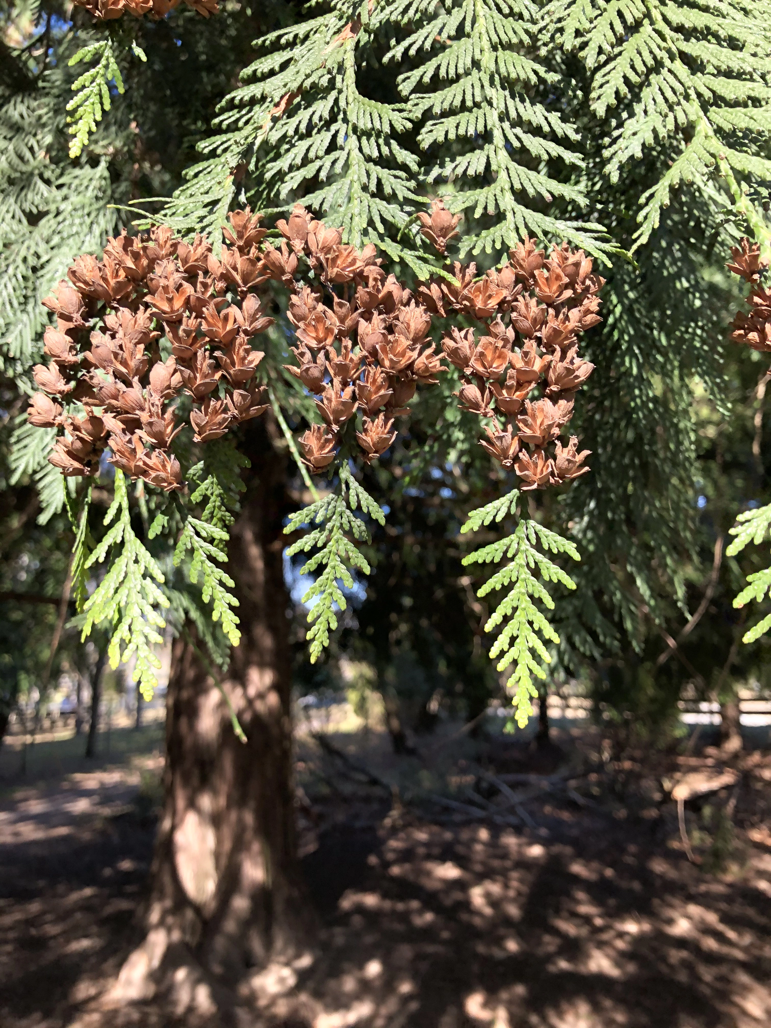 : Thuja plicata.