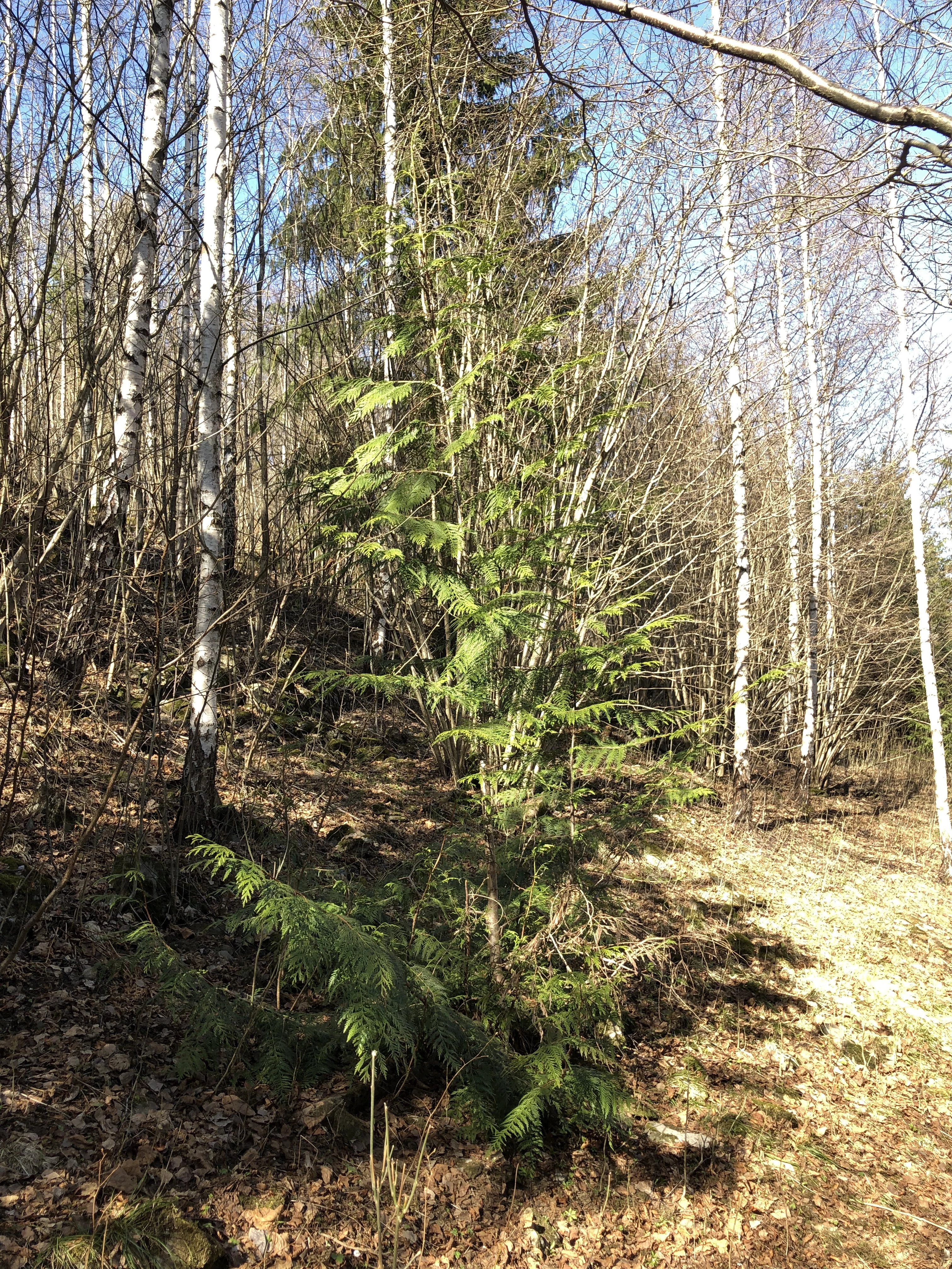 : Thuja plicata.