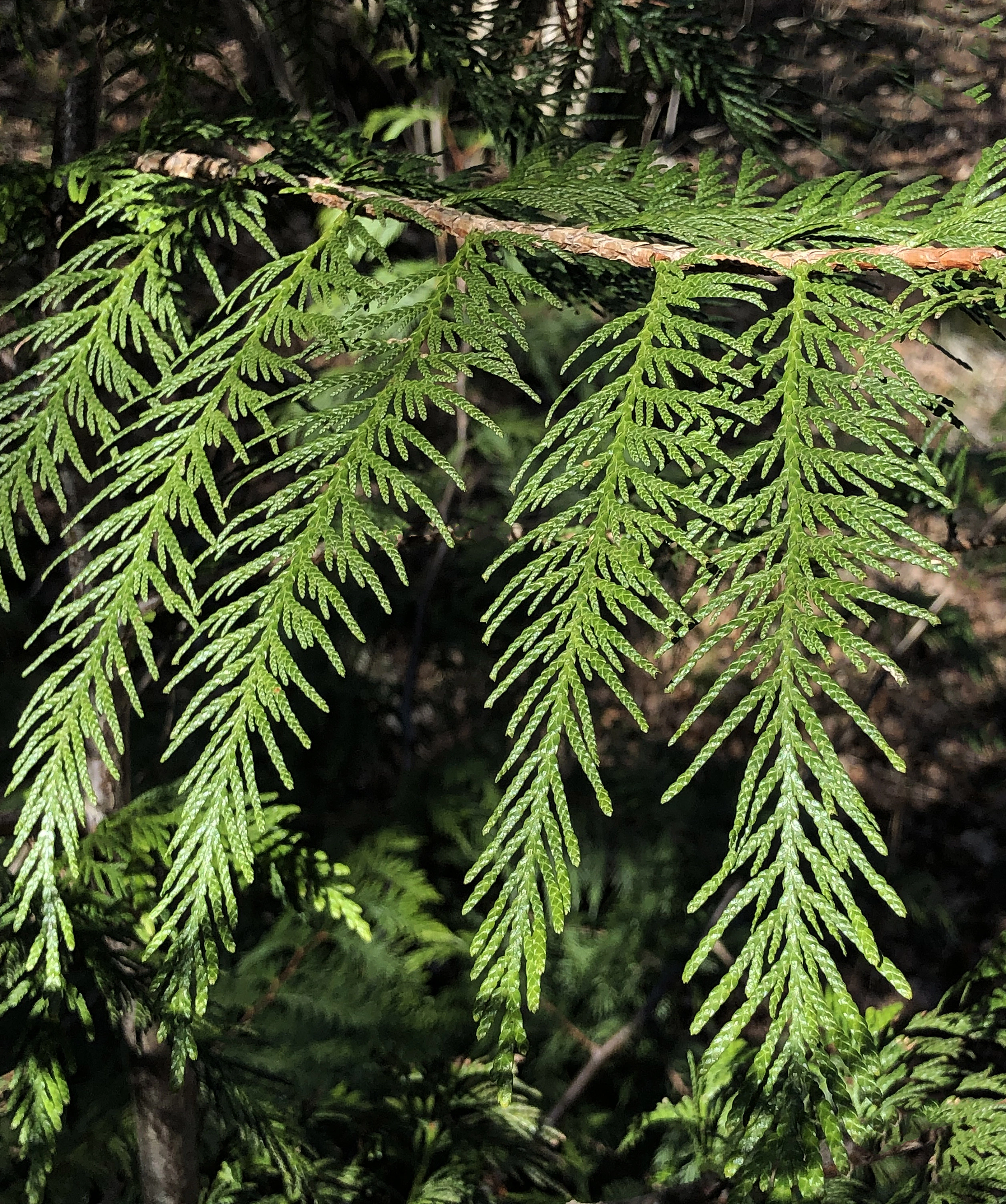 : Thuja plicata.