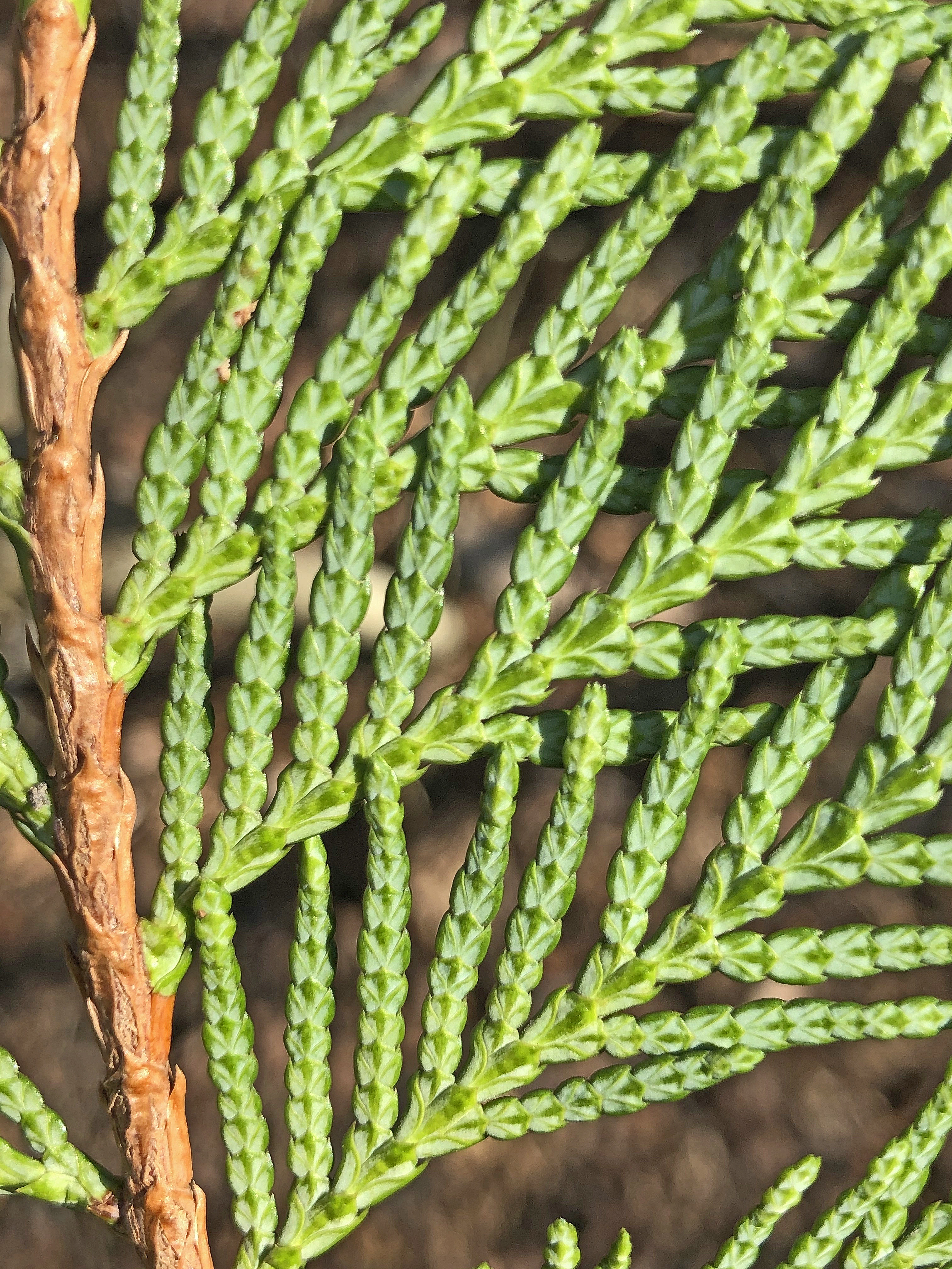 : Thuja plicata.