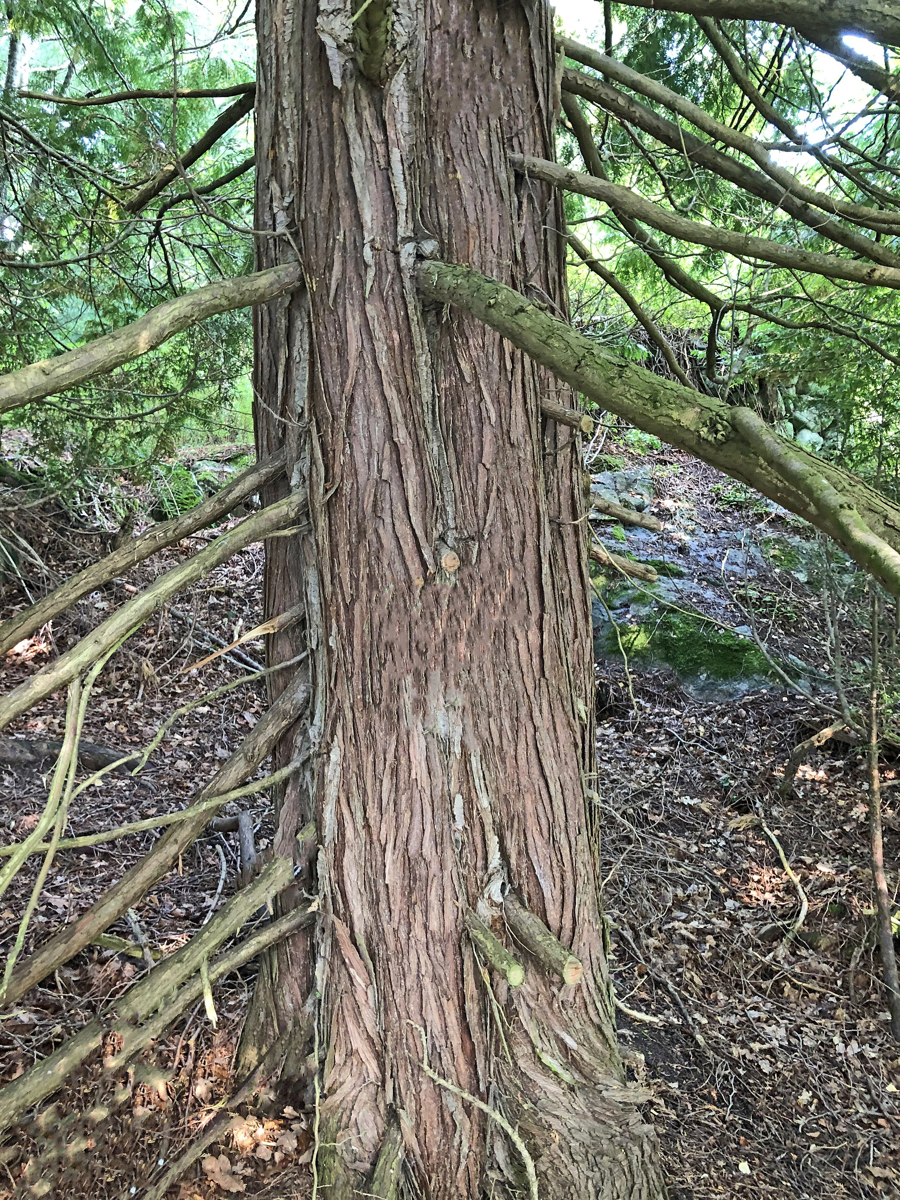 : Thuja plicata.