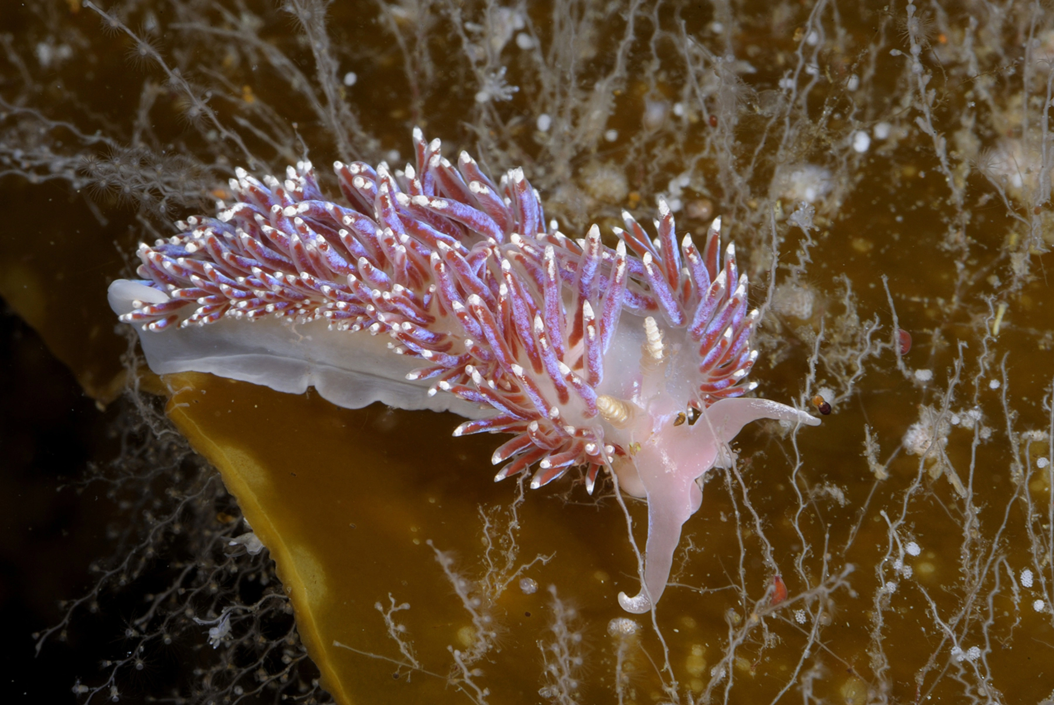 : Facelina auriculata.