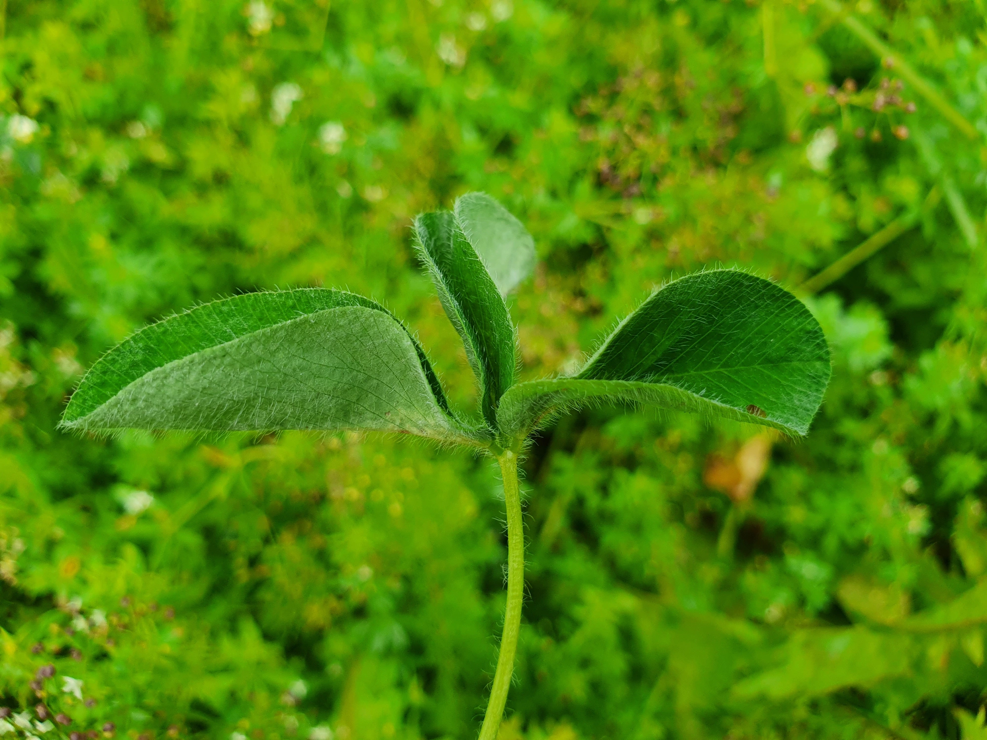 : Tricholaba trifolii.