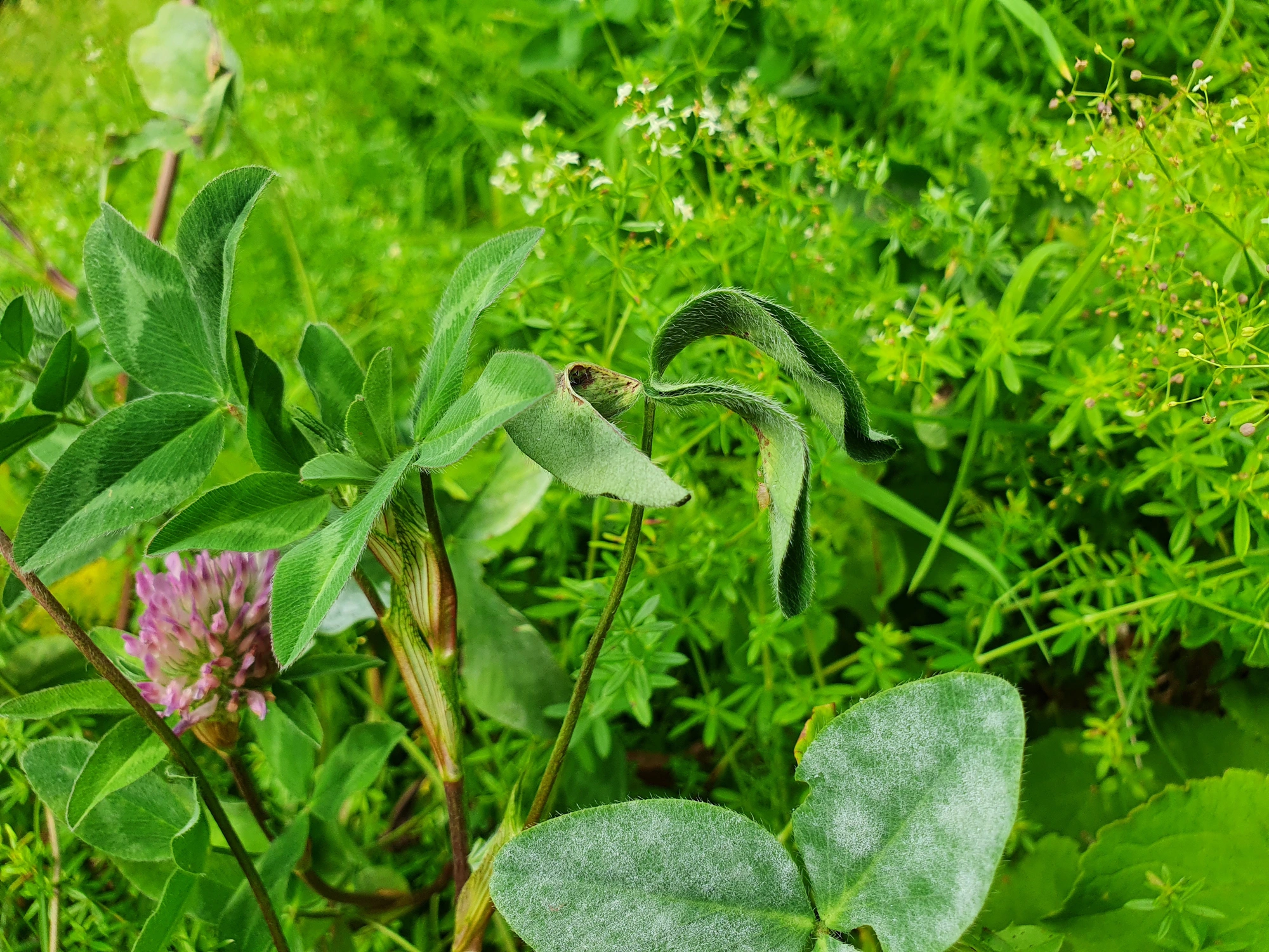 : Tricholaba trifolii.