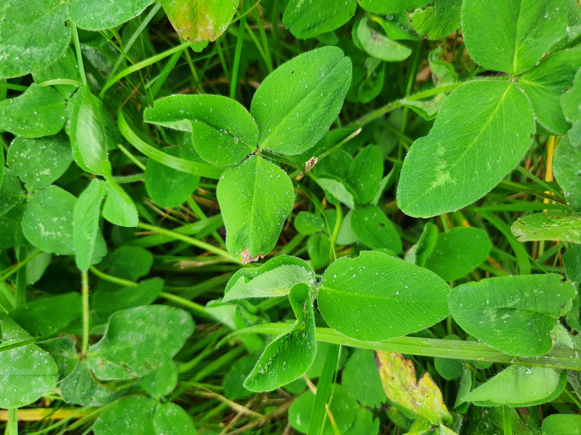 : Tricholaba trifolii.