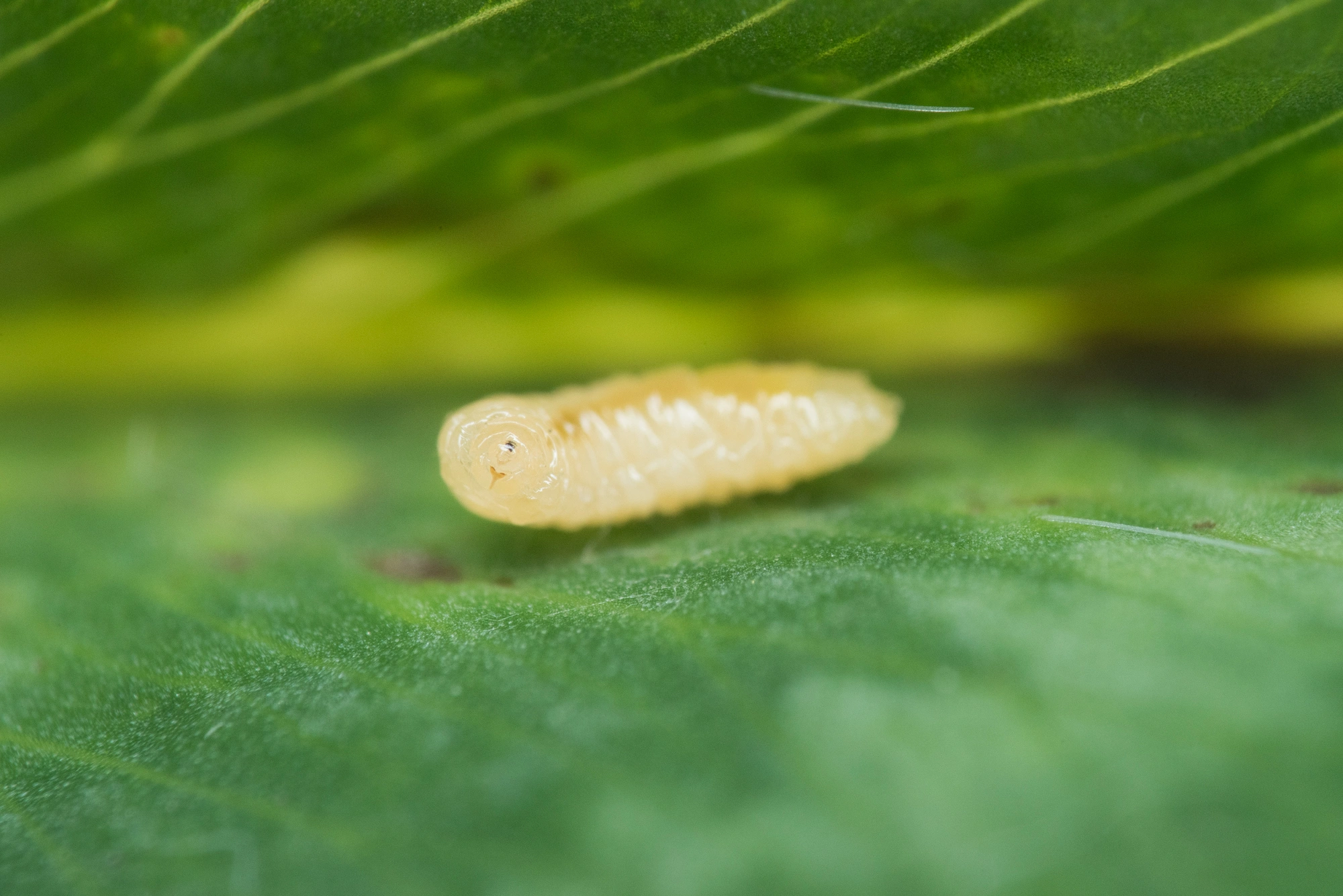 : Tricholaba trifolii.