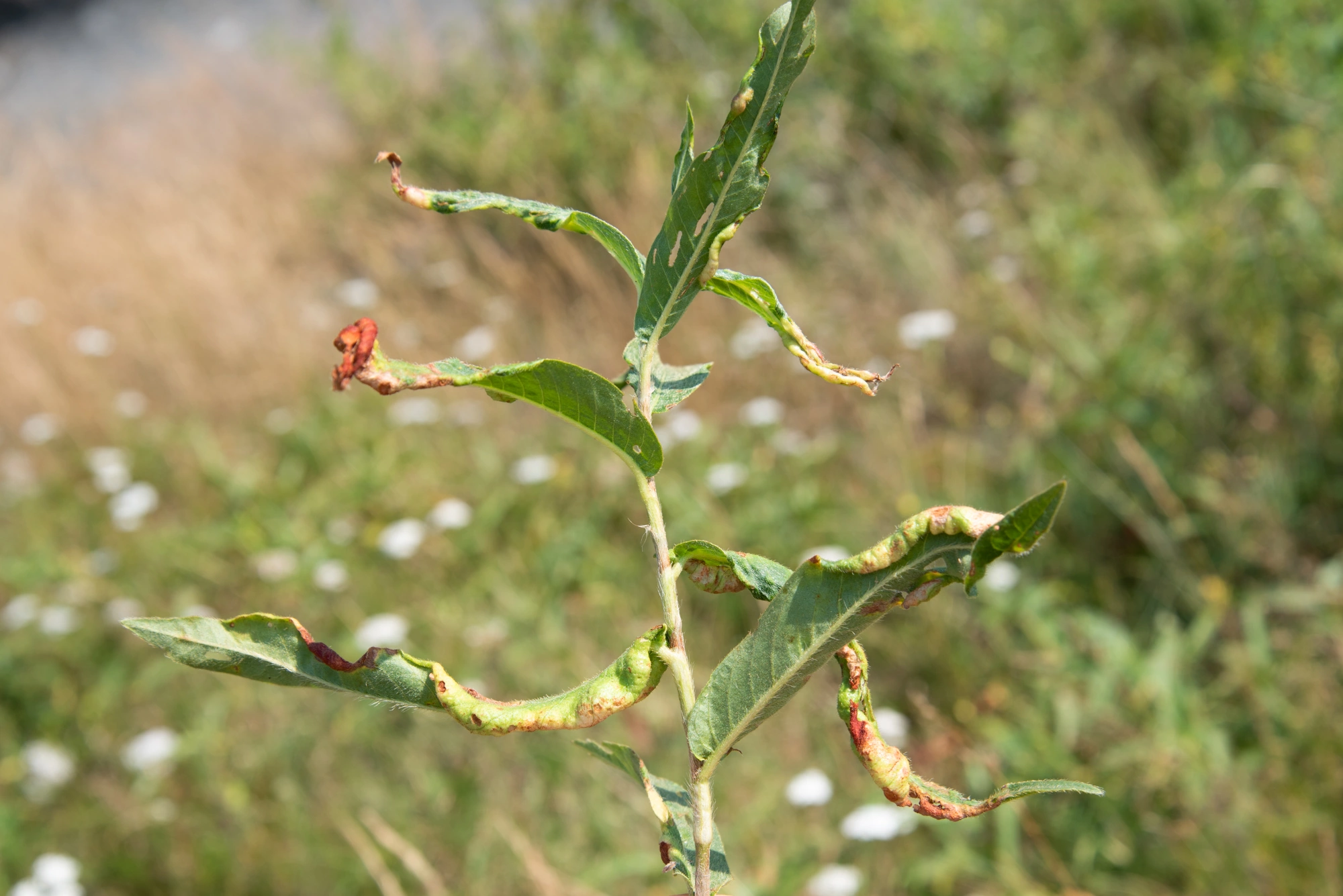 : Wachtliella persicariae.