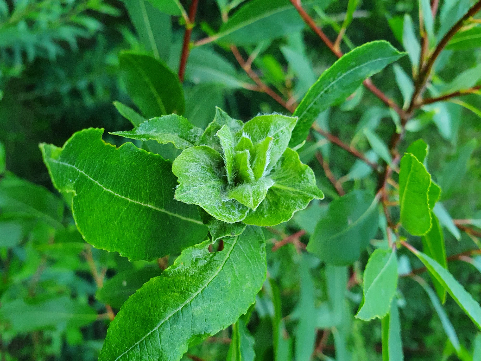 : Rabdophaga rosaria.