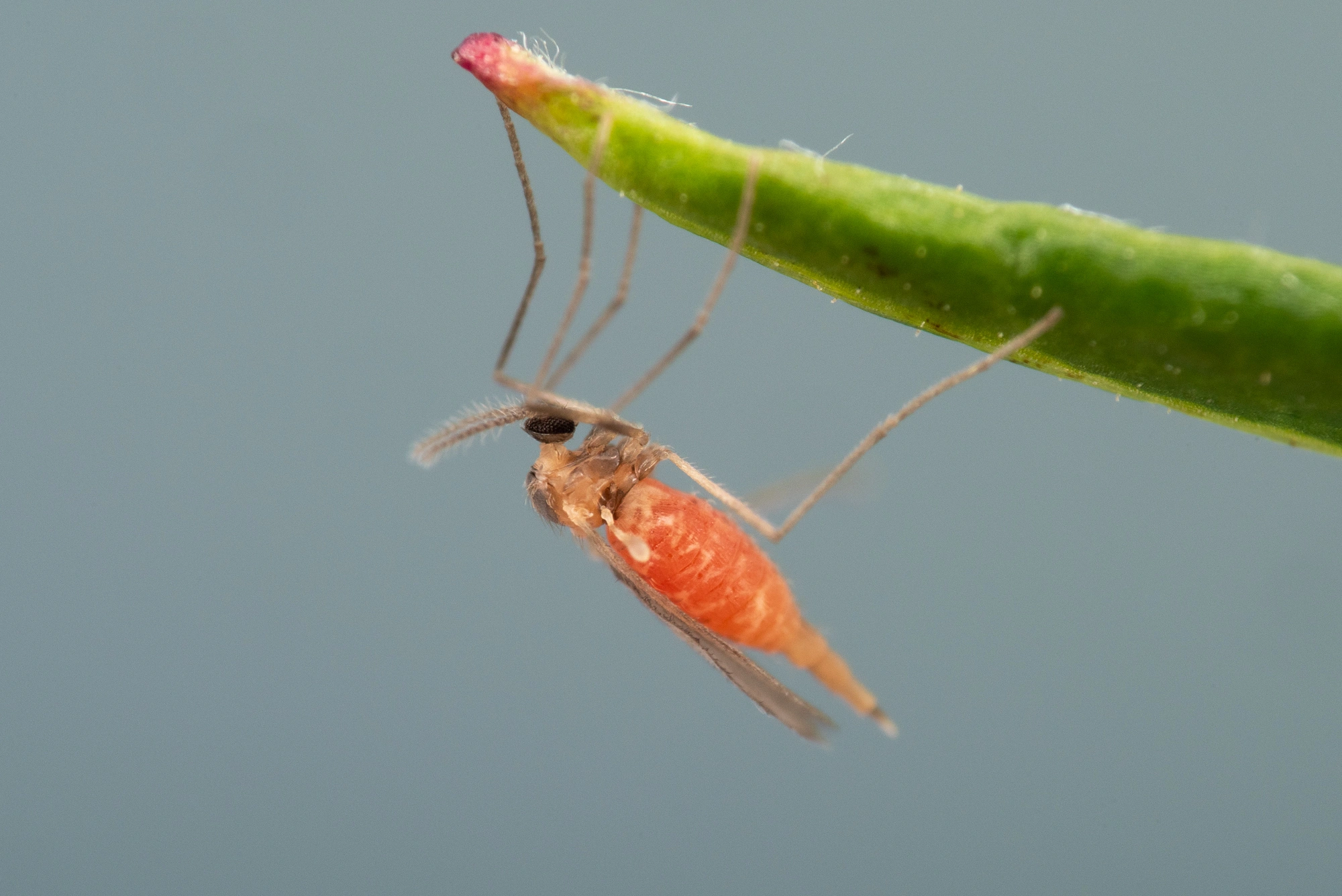 : Rhopalomyia foliorum.