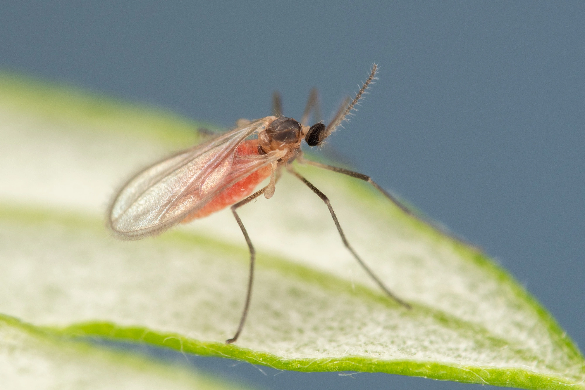 : Rhopalomyia foliorum.