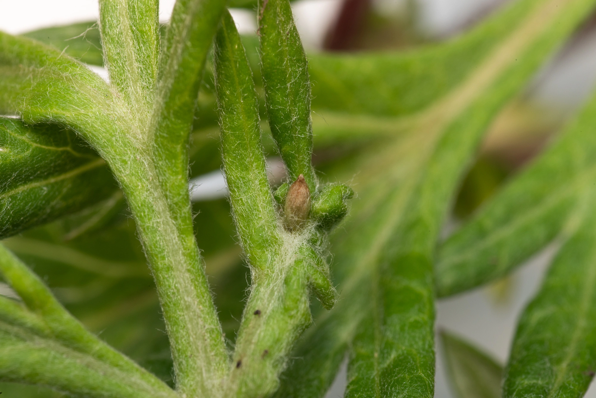 : Rhopalomyia foliorum.