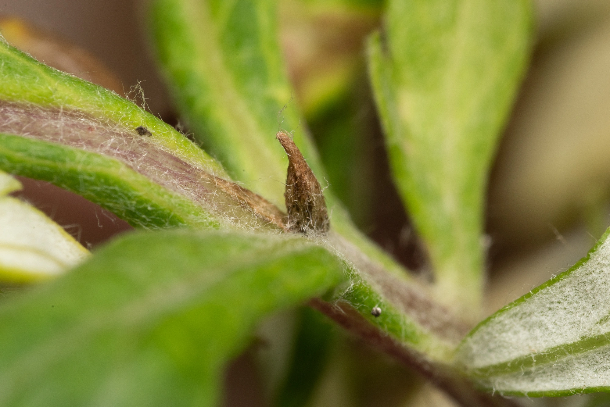 : Rhopalomyia foliorum.