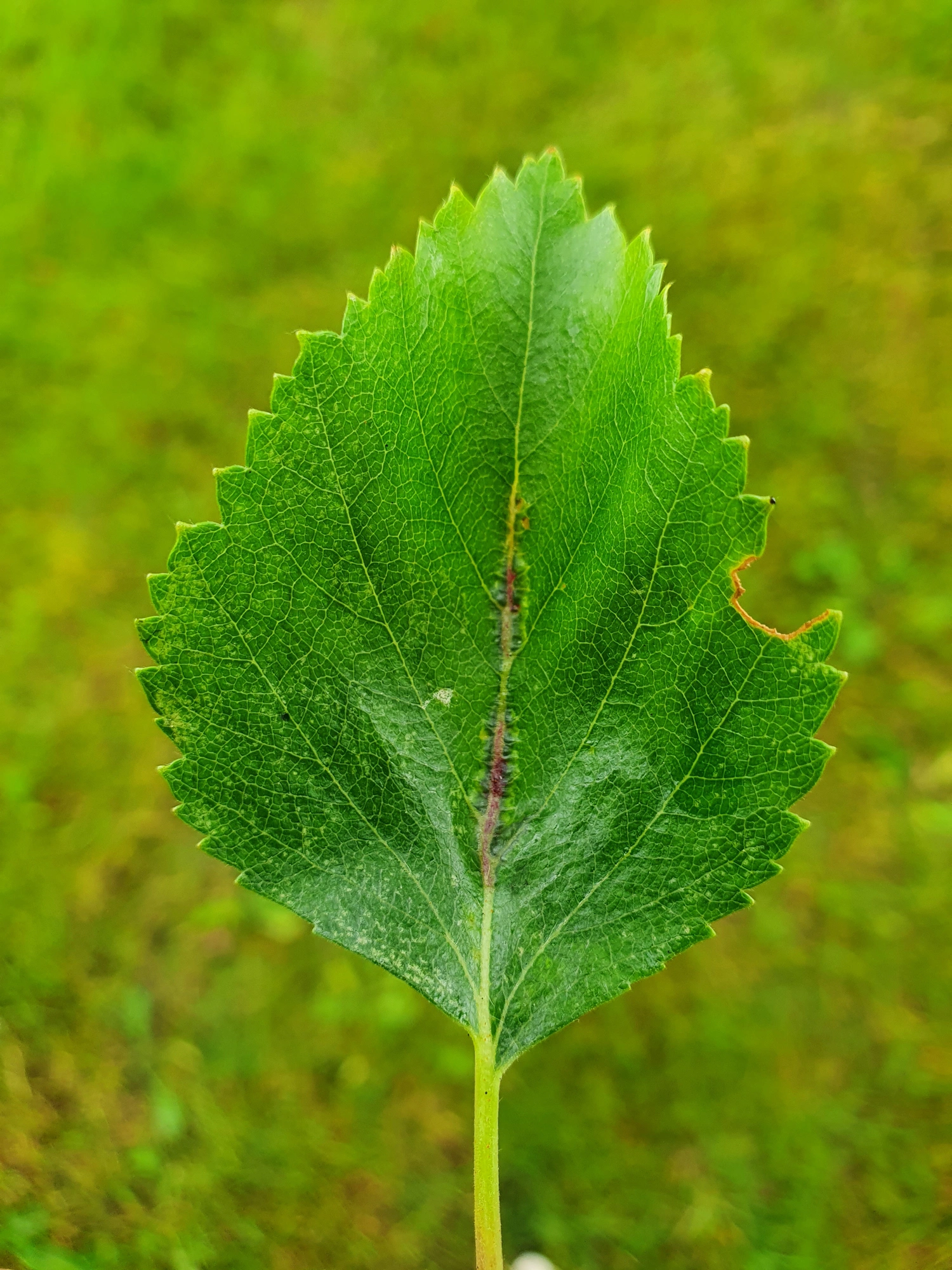 : Massalongia rubra.