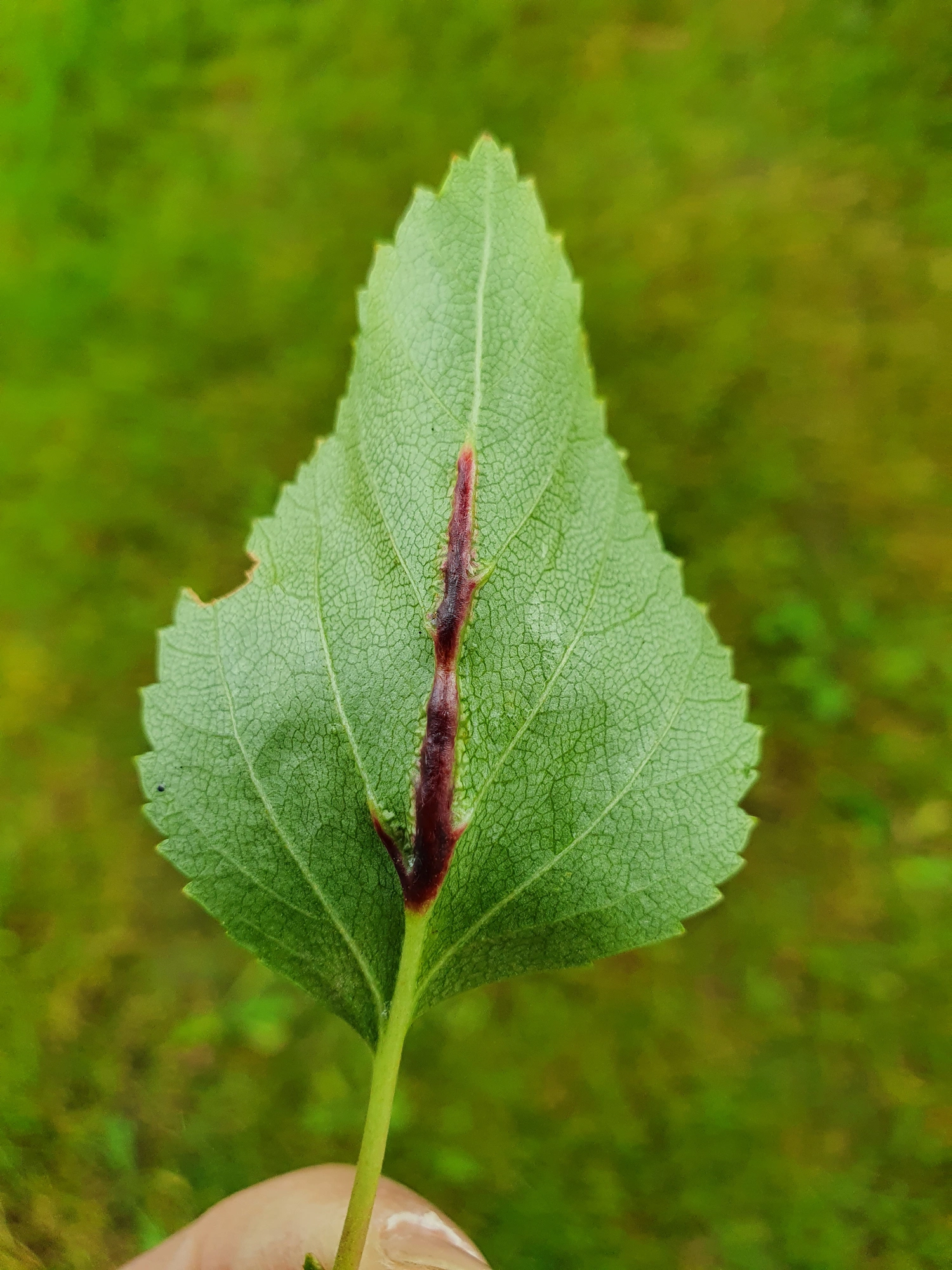 : Massalongia rubra.