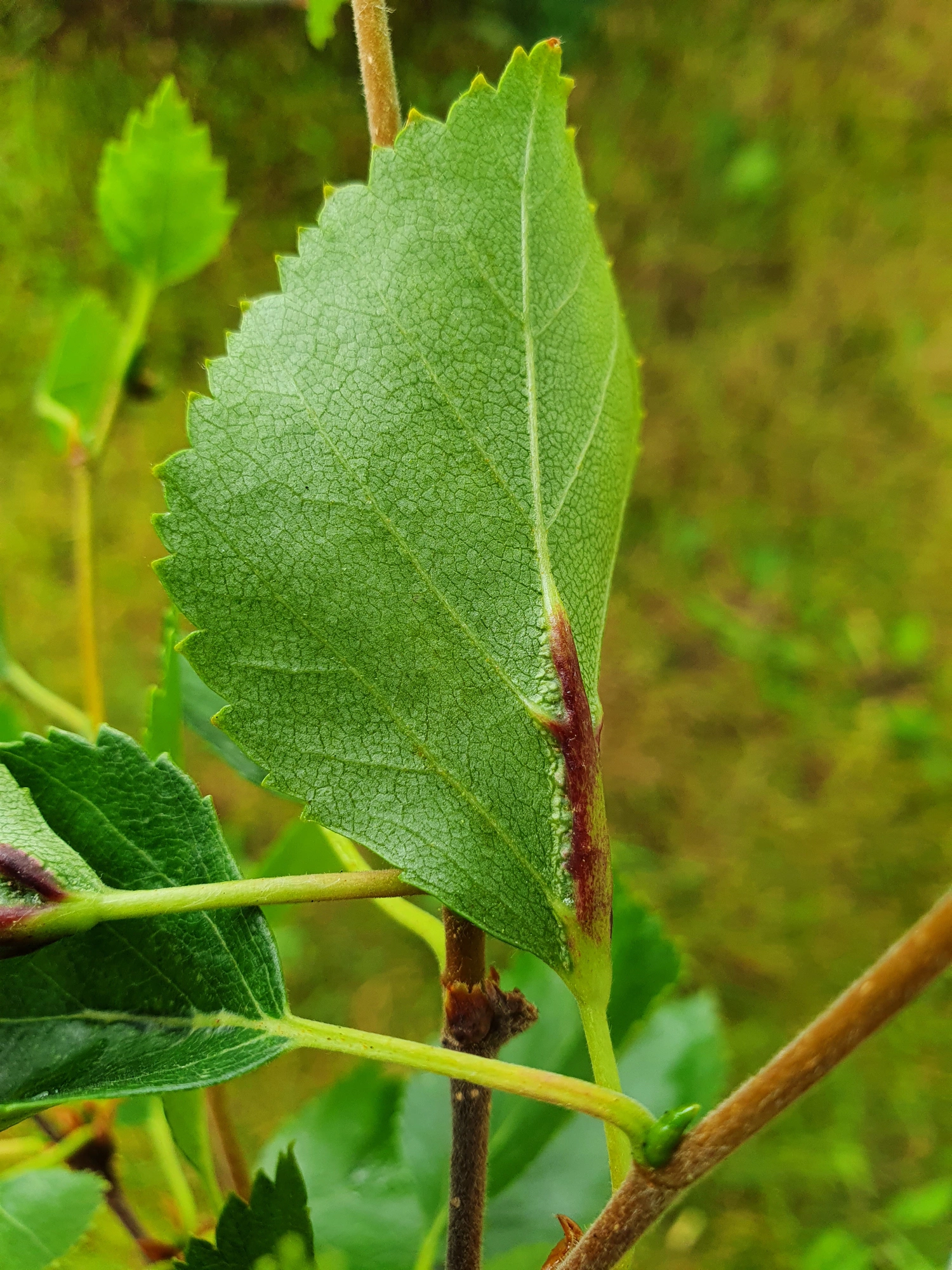 : Massalongia rubra.