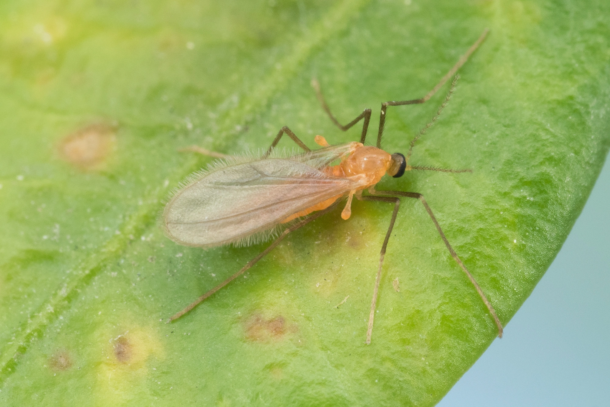 : Monarthropalpus flavus.