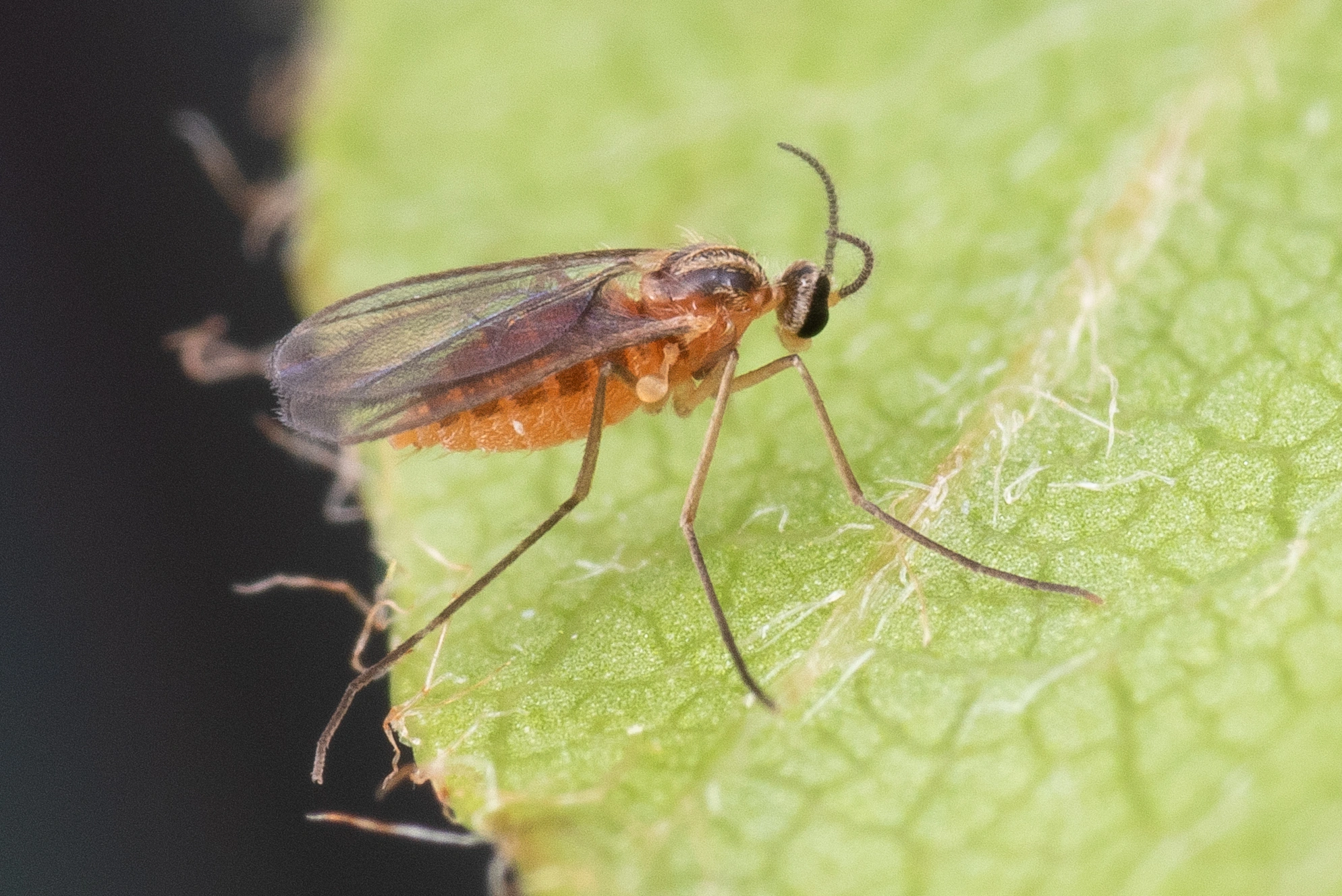 : Macrolabis fagicola.