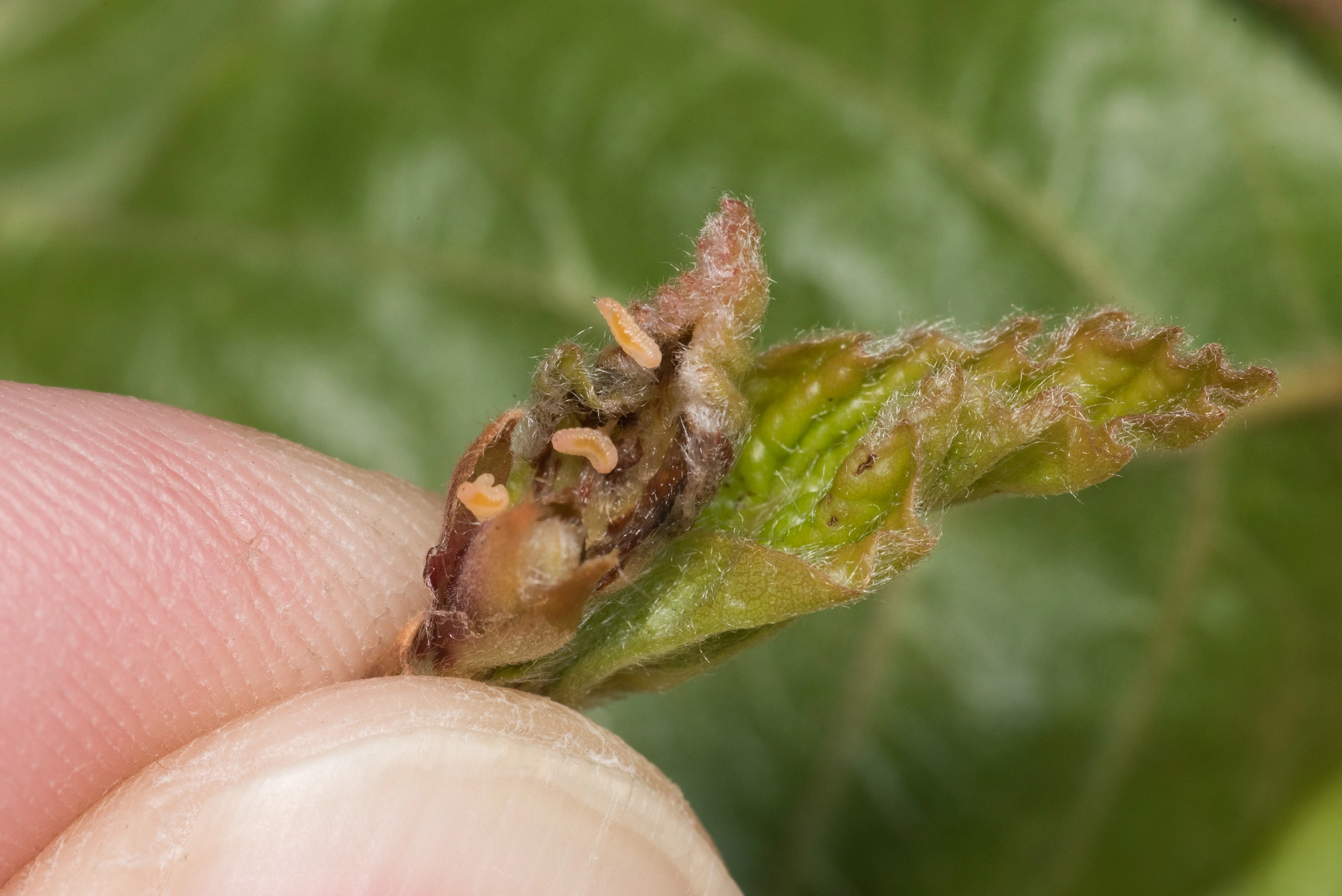 : Macrolabis fagicola.