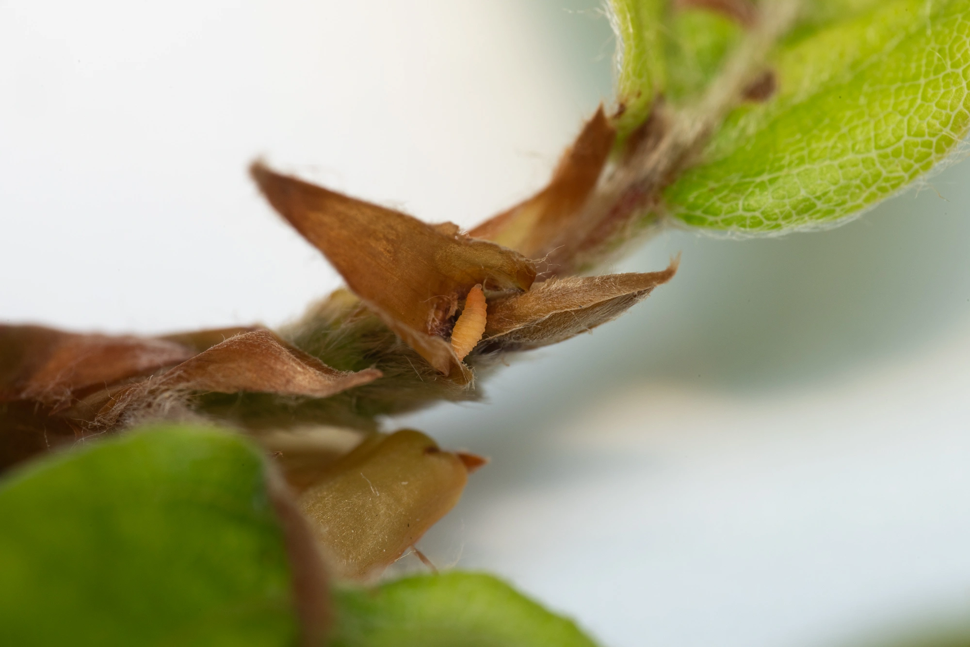 : Macrolabis fagicola.