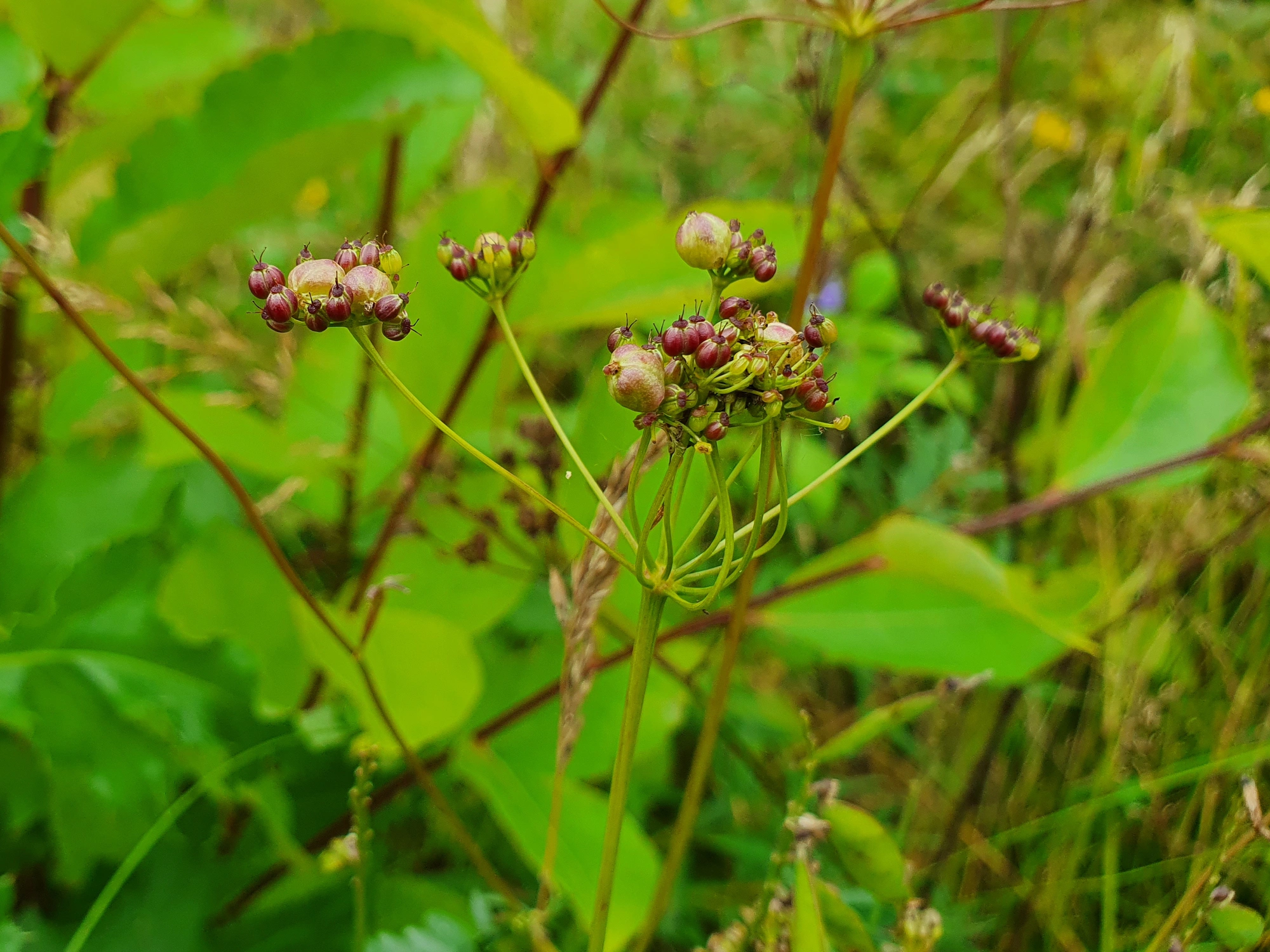 : Kiefferia pericarpiicola.