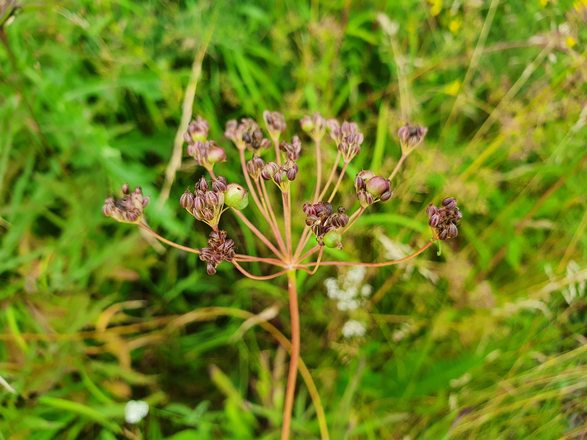 : Kiefferia pericarpiicola.