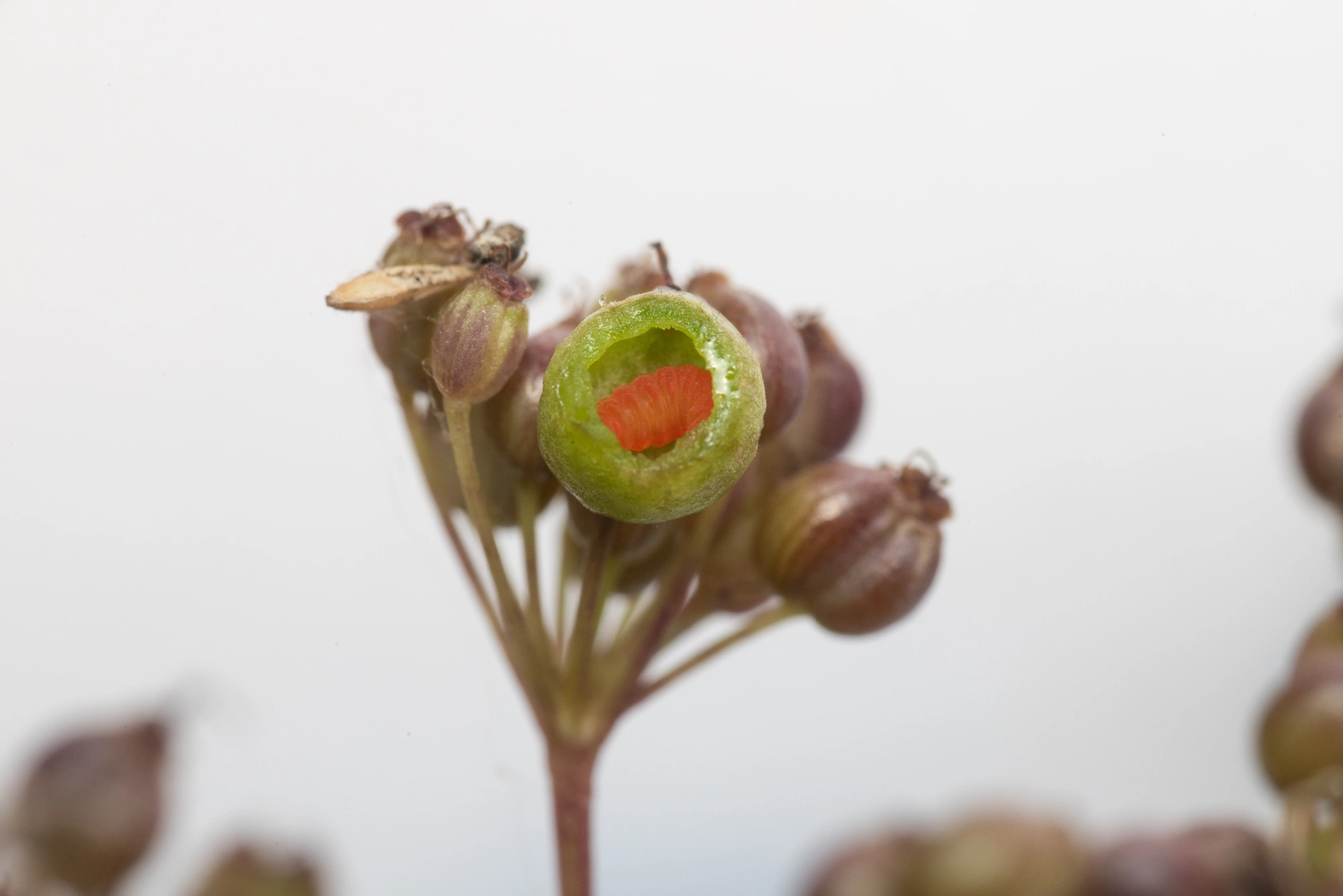 : Kiefferia pericarpiicola.