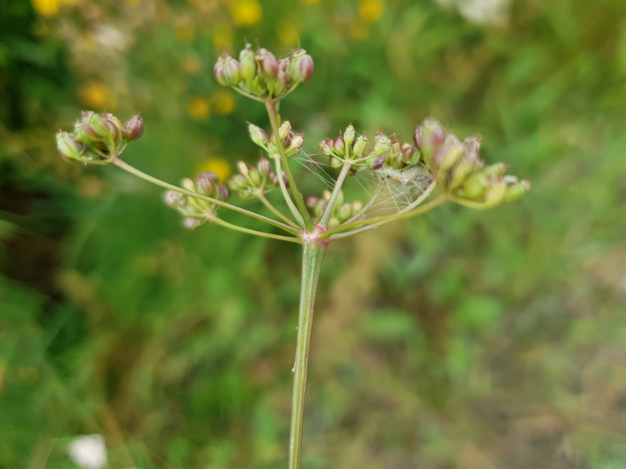 : Lasioptera carophila.