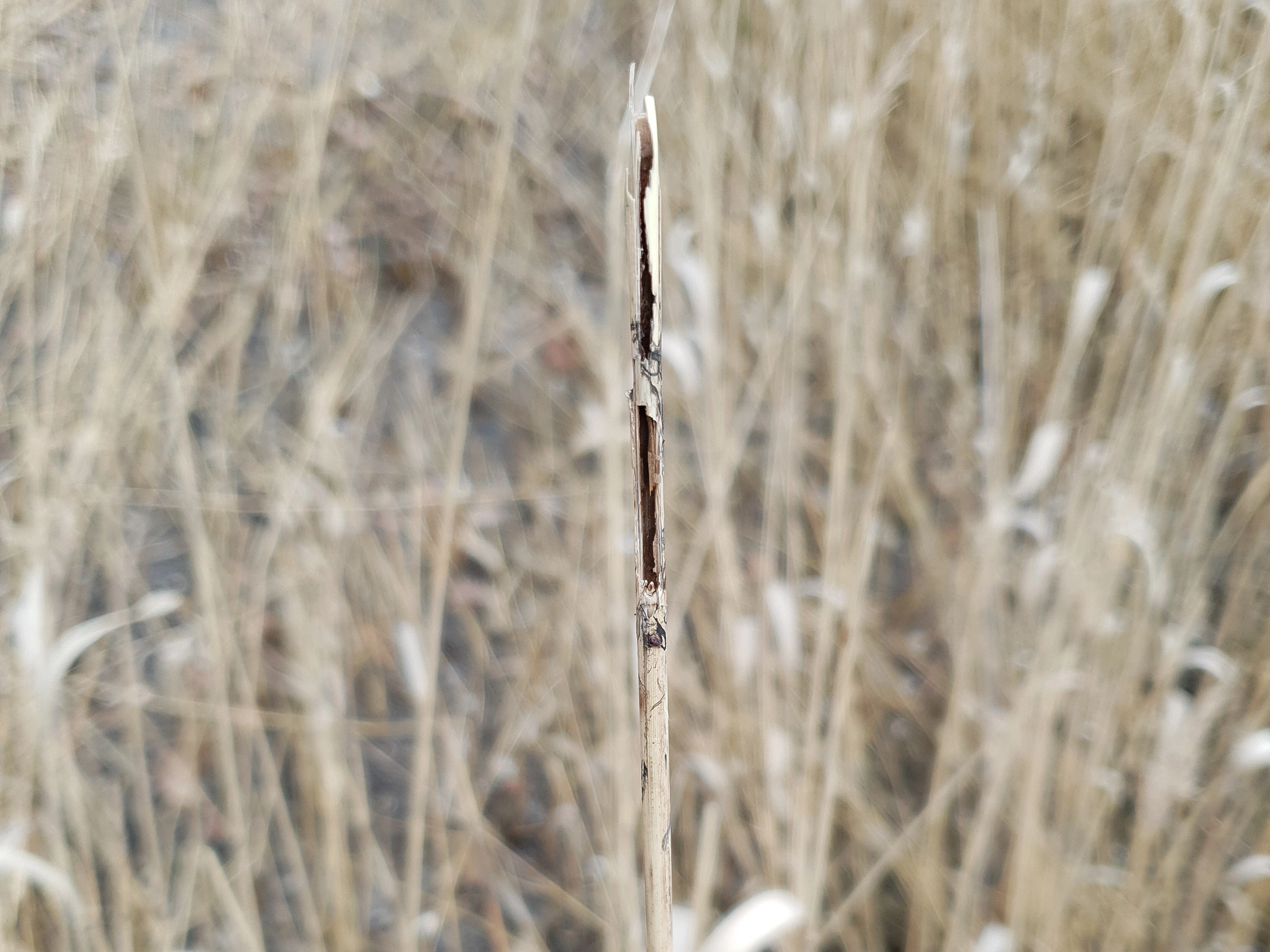 : Lasioptera flexuosa.