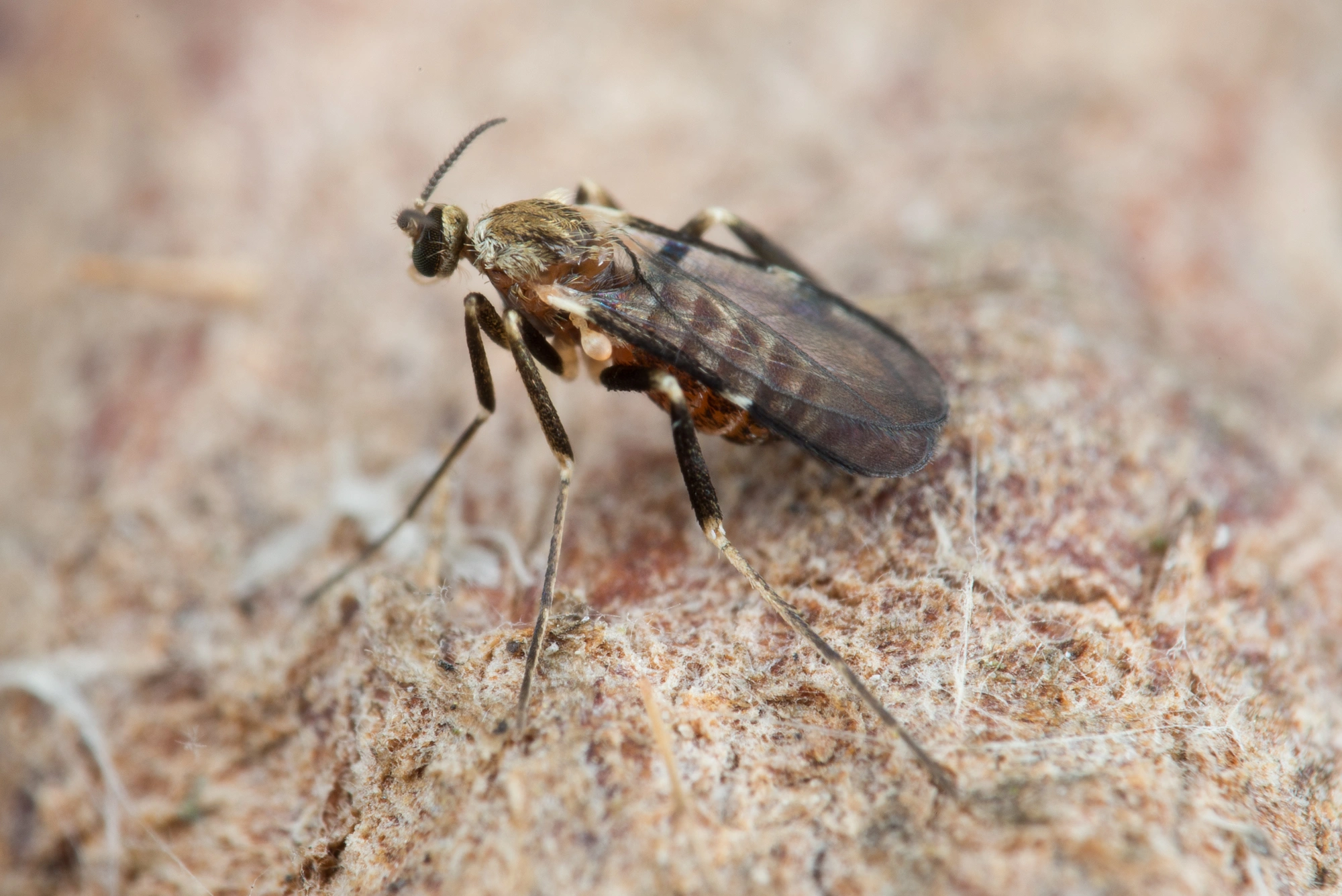 : Lasioptera rubi.