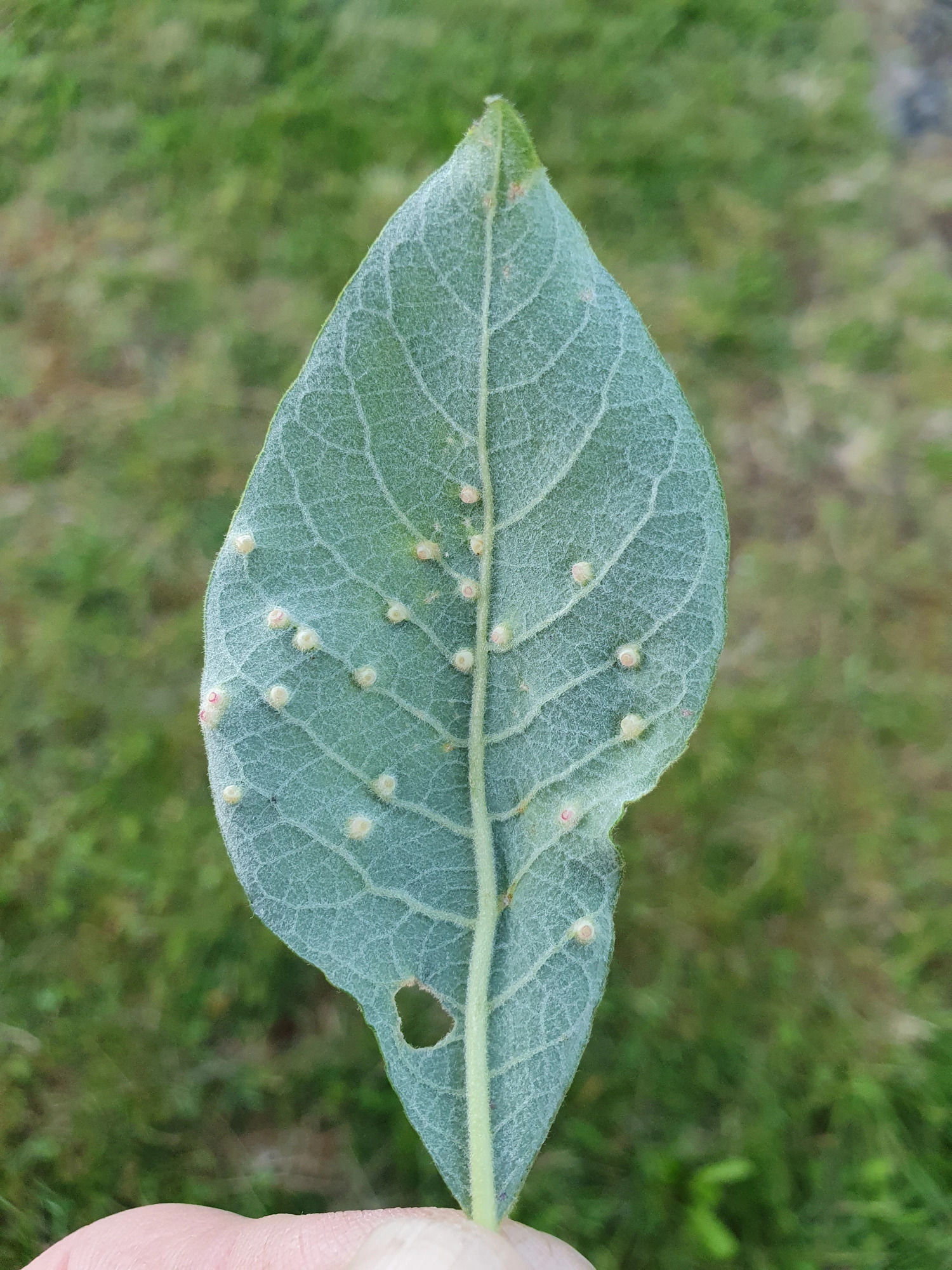 : Iteomyia capreae.