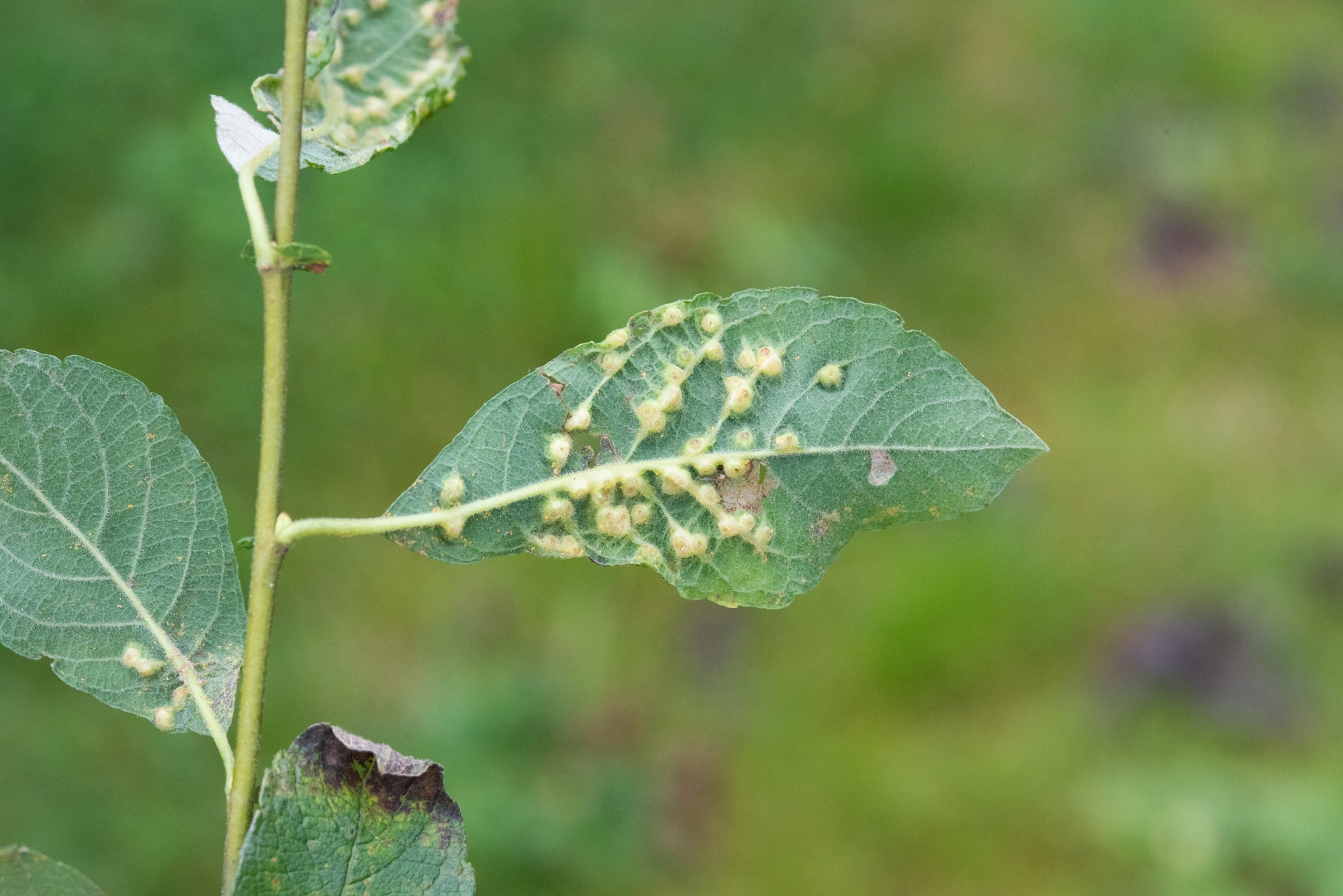 : Iteomyia capreae.