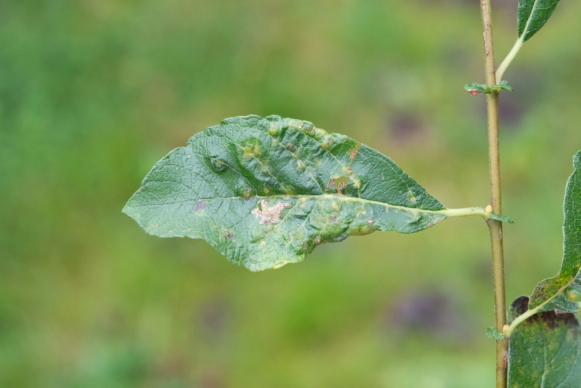 : Iteomyia capreae.