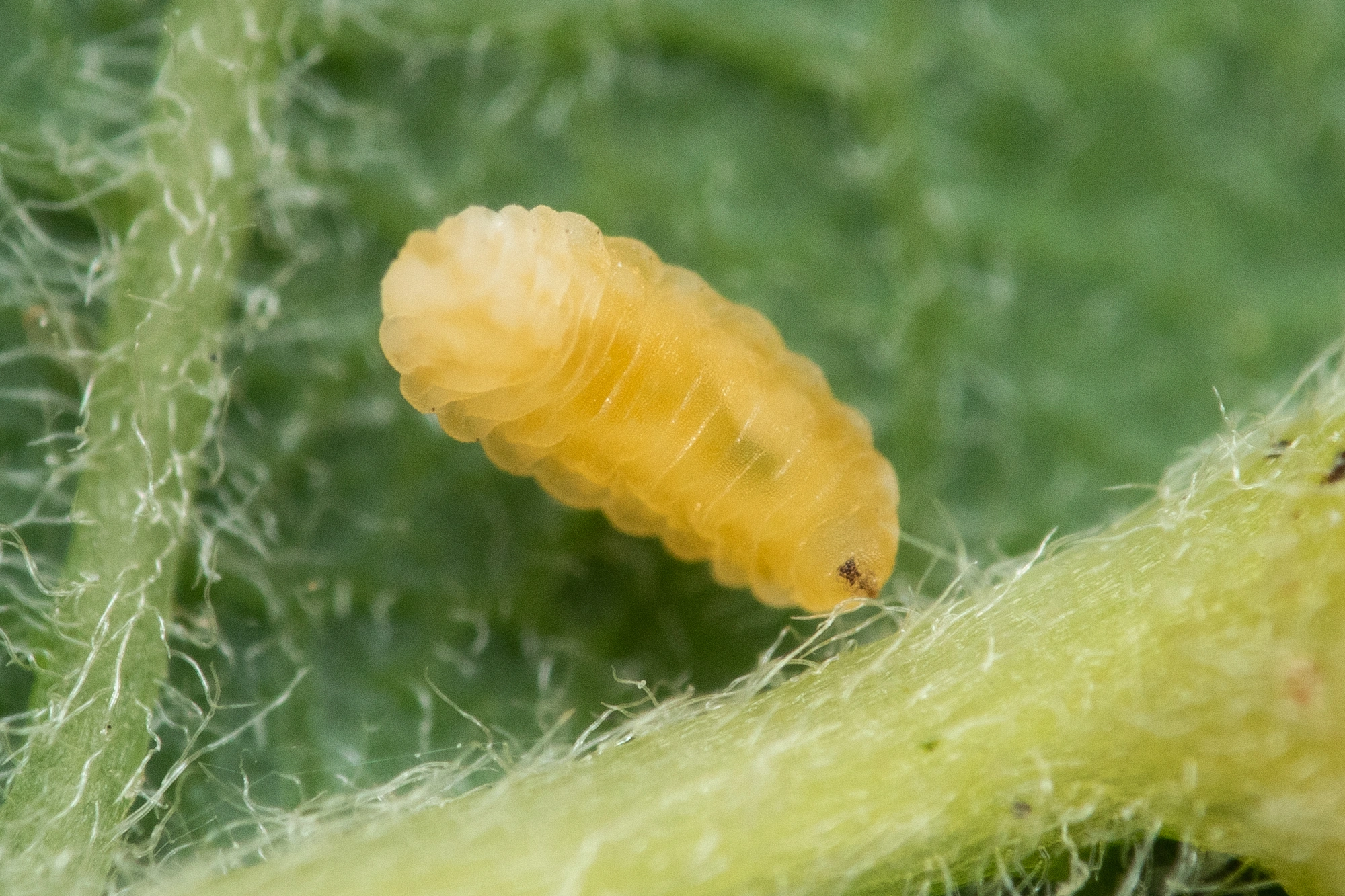 : Iteomyia capreae.