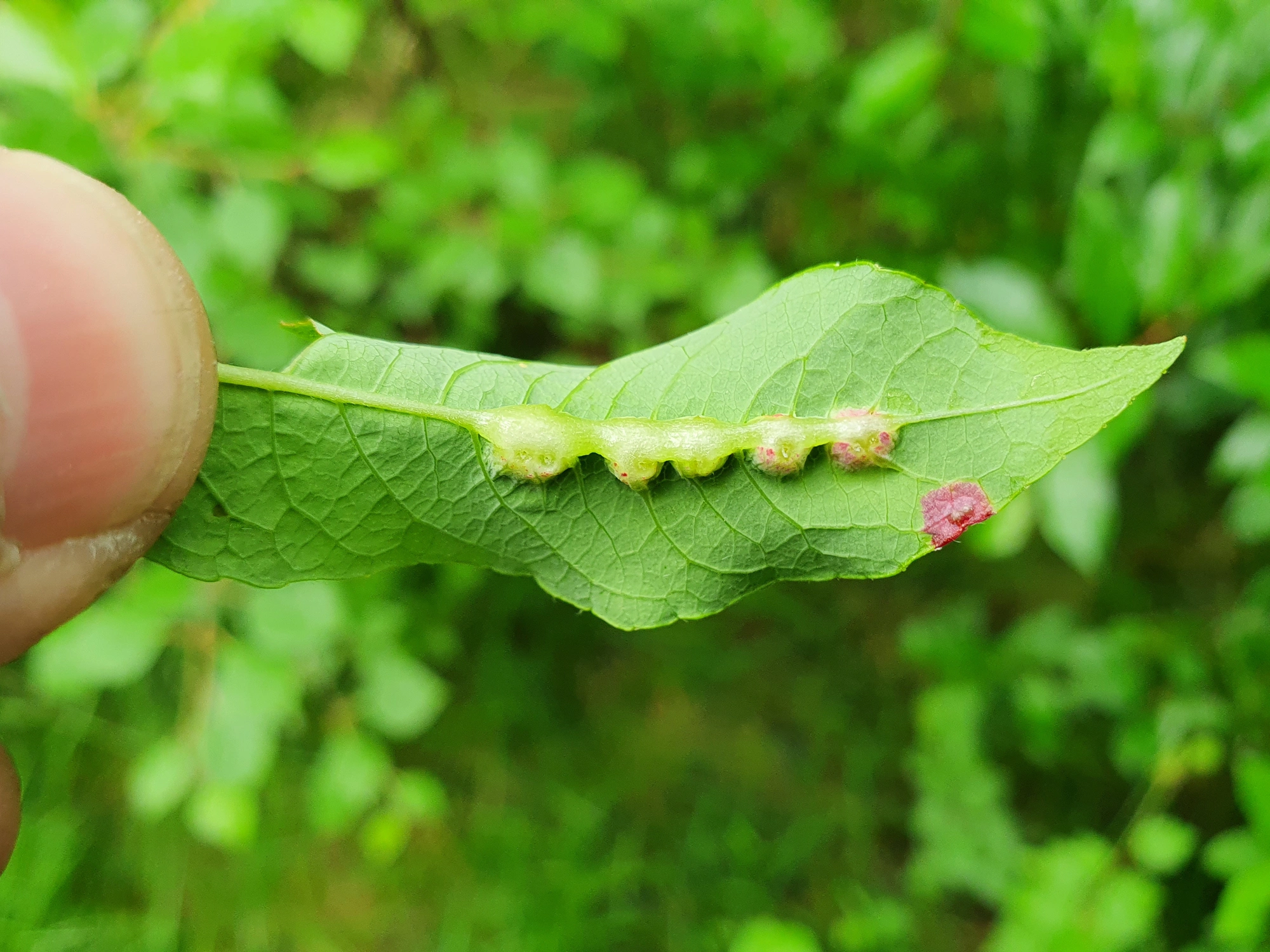 : Iteomyia major.