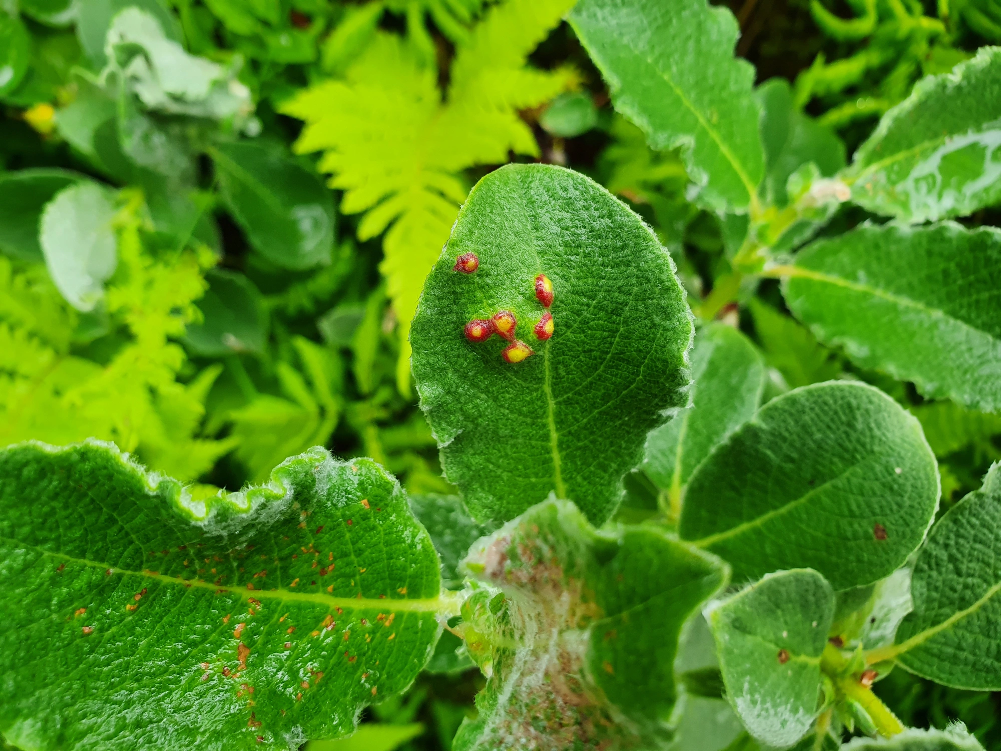 : Iteomyia major.